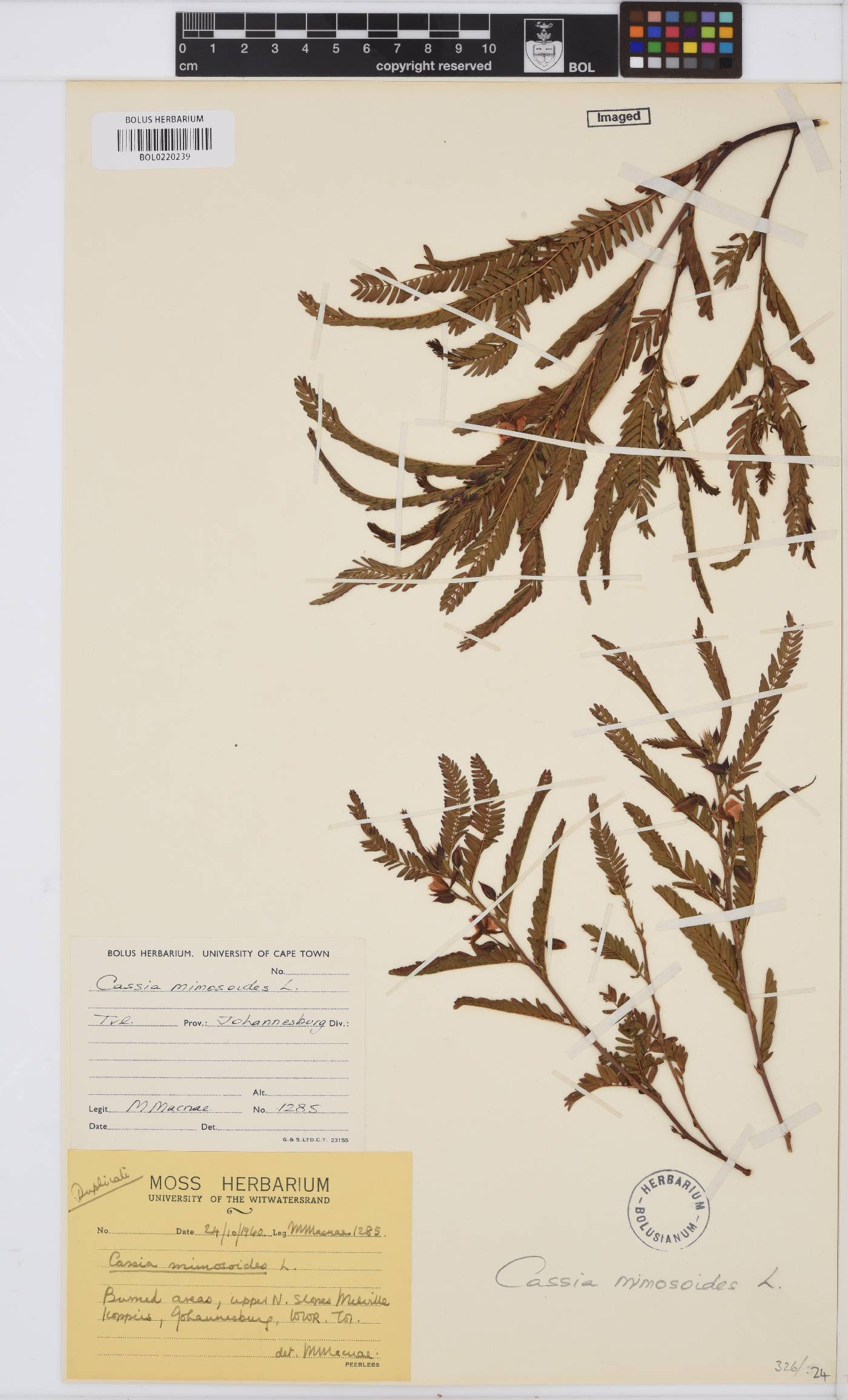 Chamaecrista image