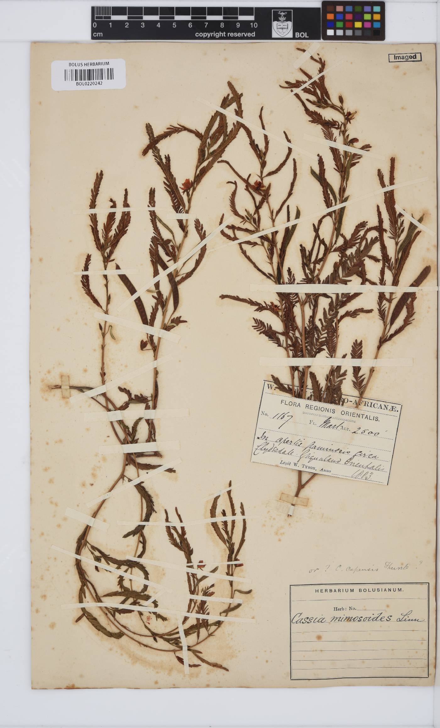 Chamaecrista image