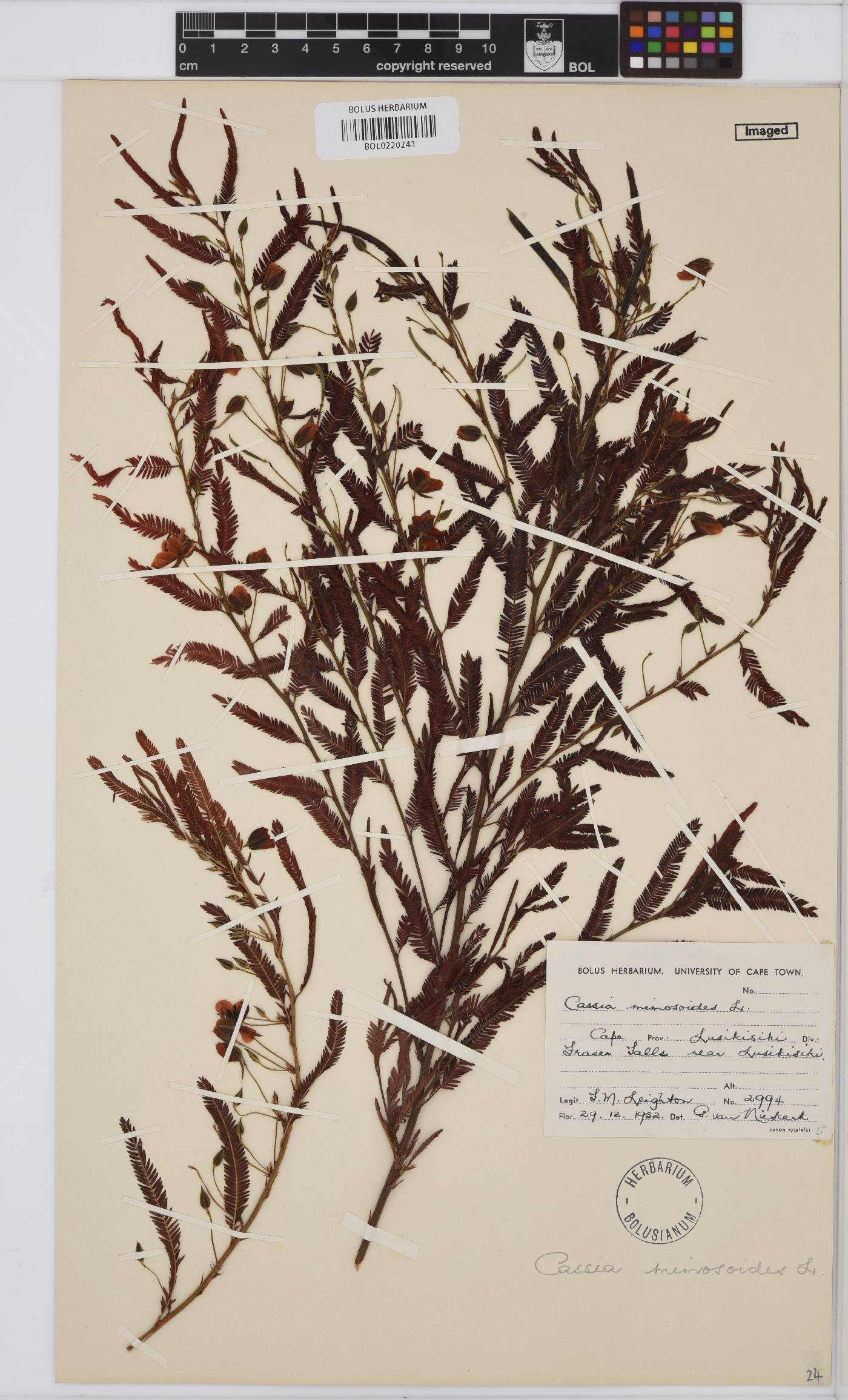 Chamaecrista image