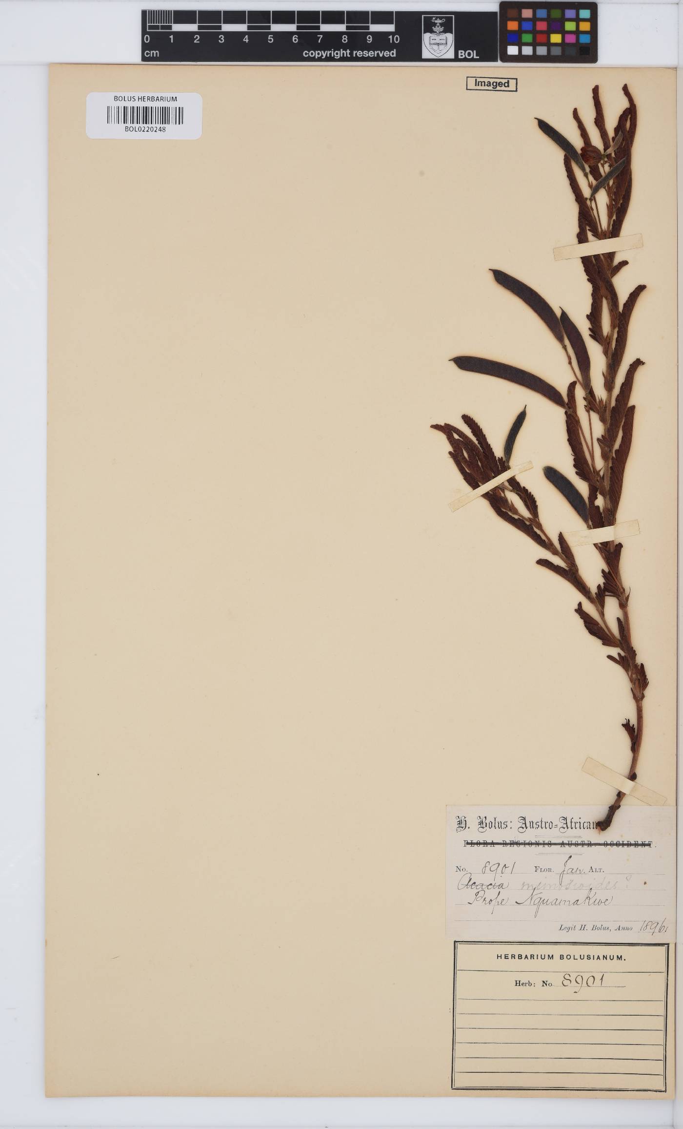 Chamaecrista mimosoides image