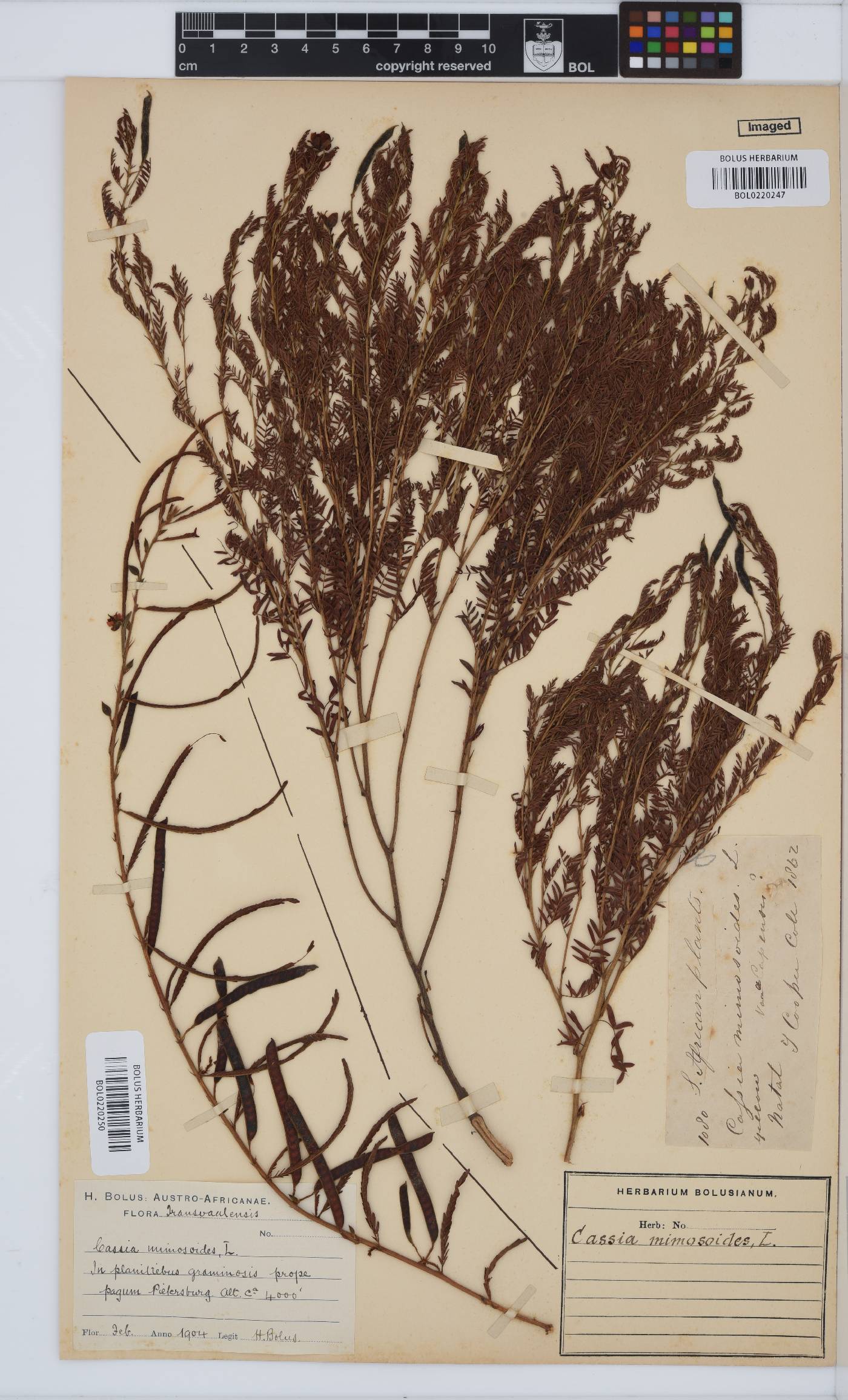 Chamaecrista mimosoides image