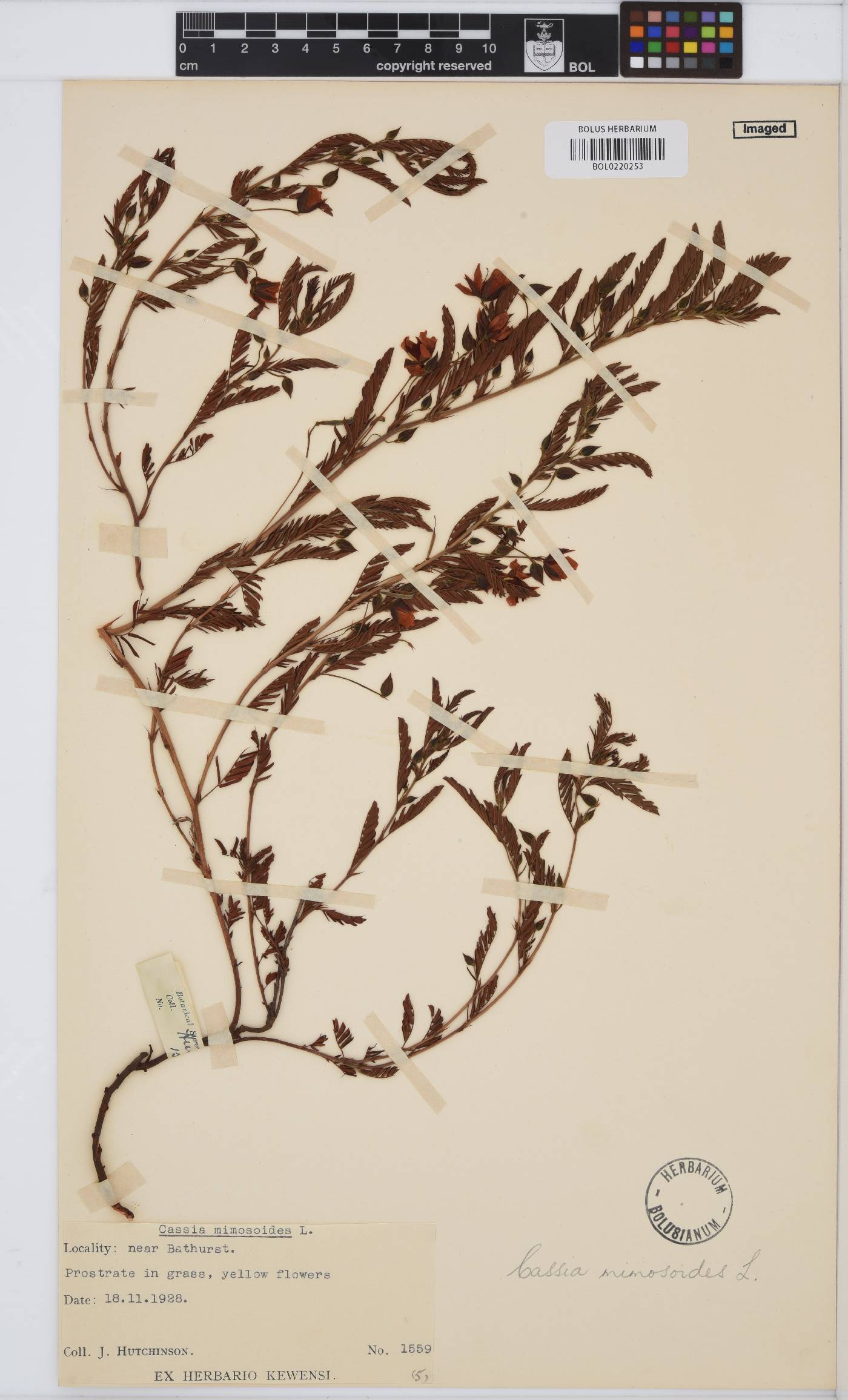 Chamaecrista mimosoides image