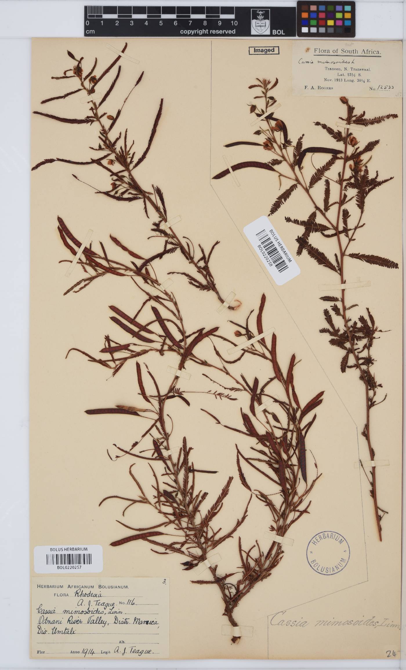 Chamaecrista mimosoides image