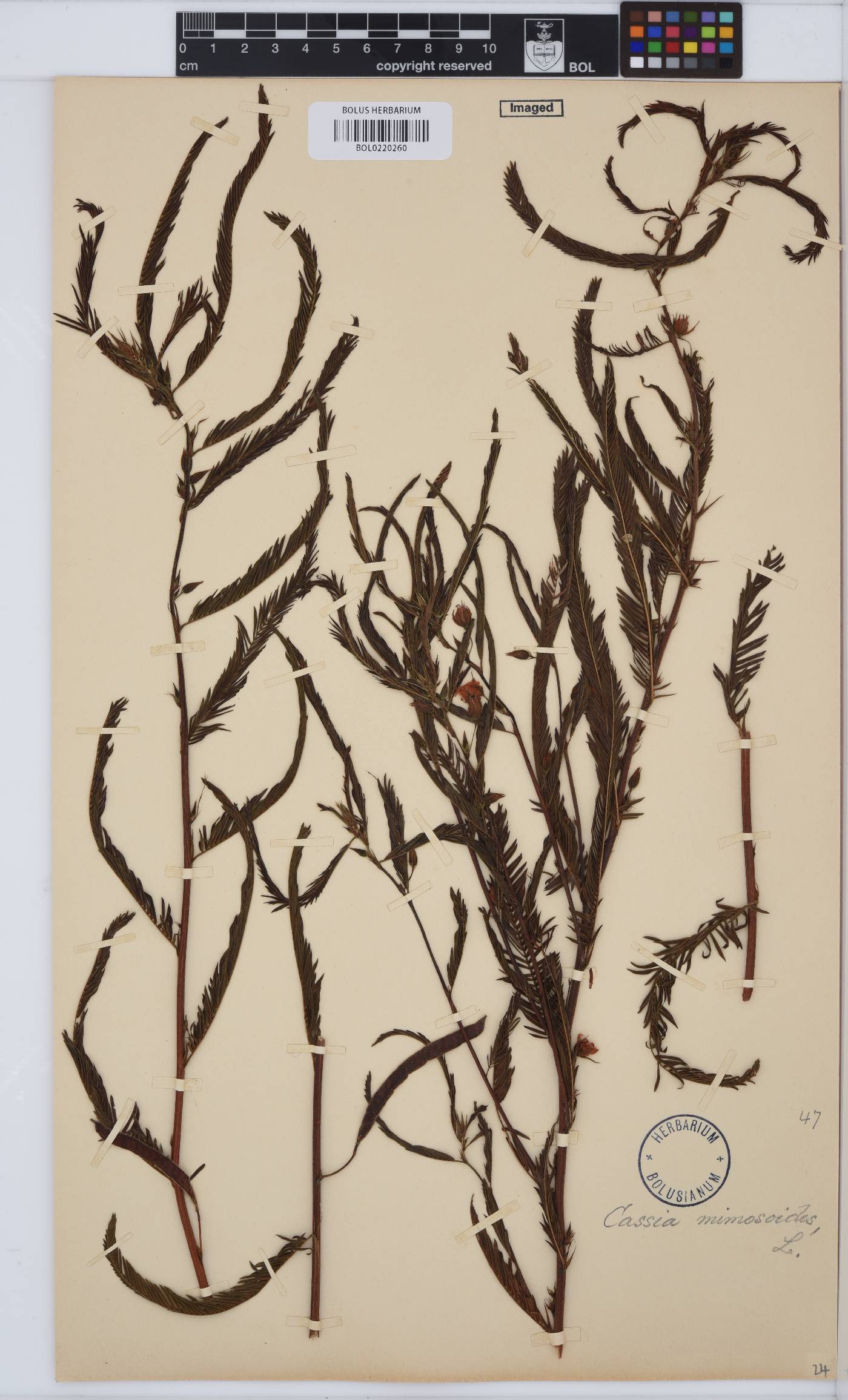 Chamaecrista mimosoides image