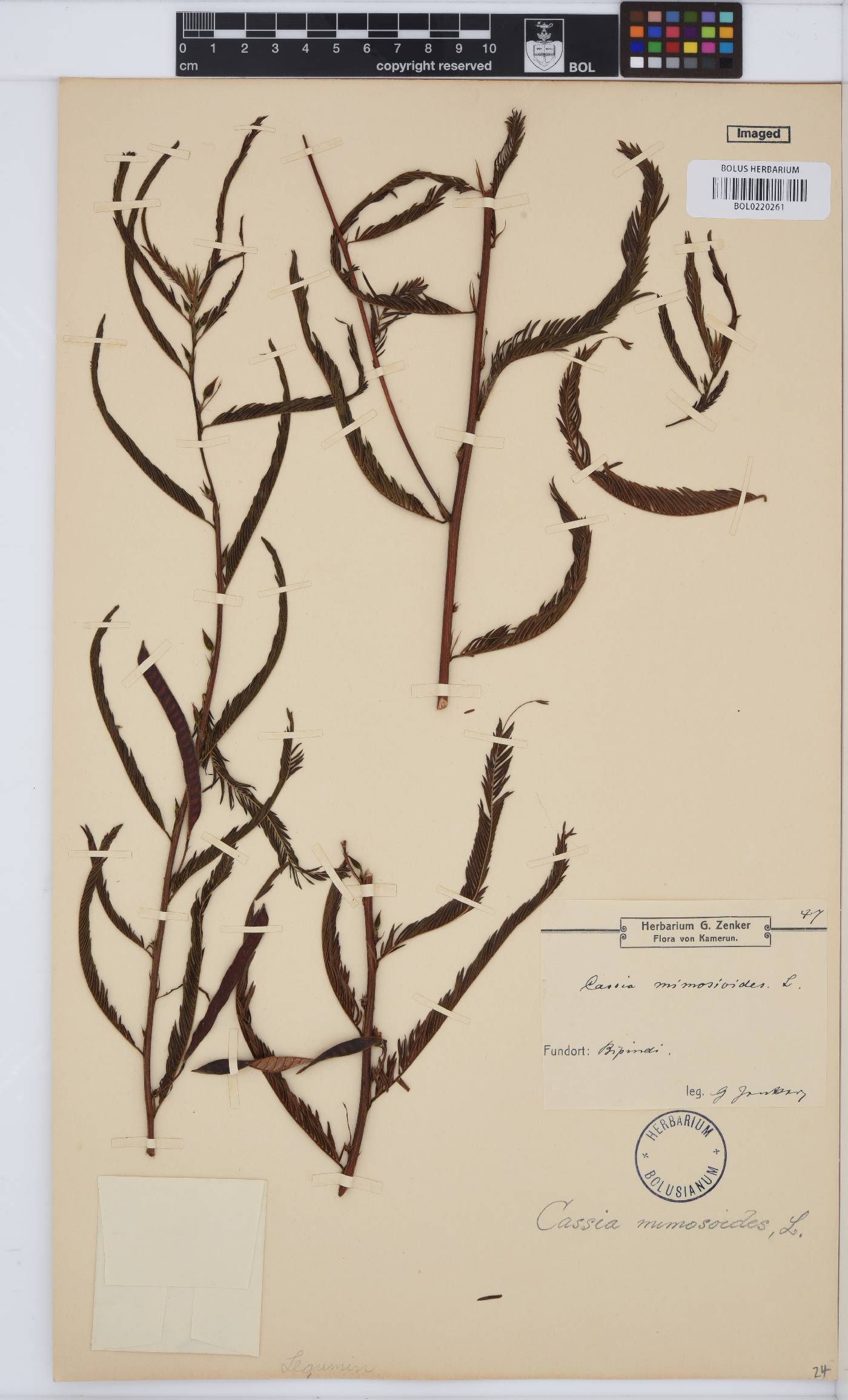 Chamaecrista mimosoides image