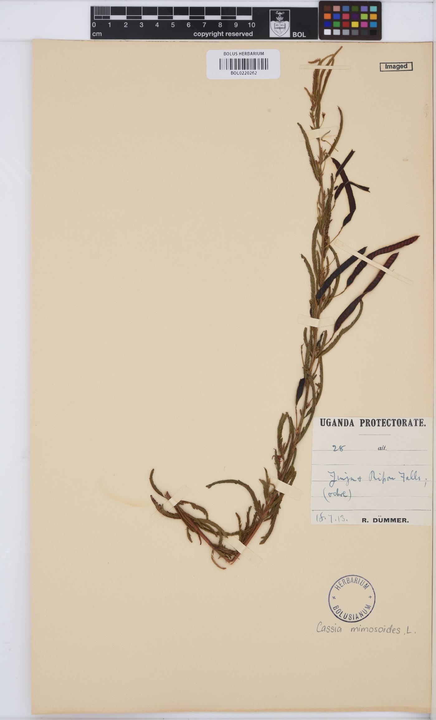 Chamaecrista mimosoides image