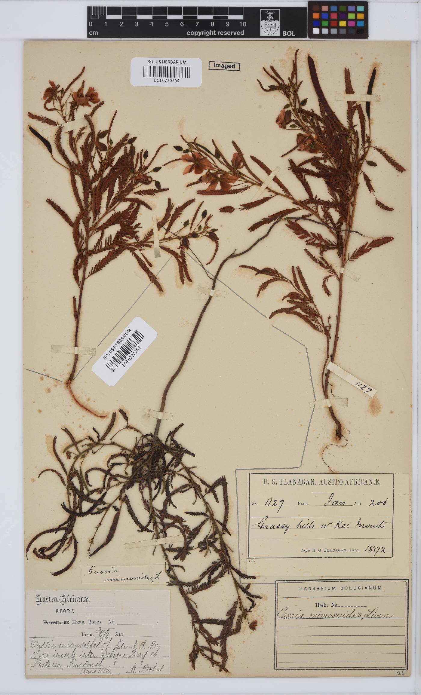 Chamaecrista image