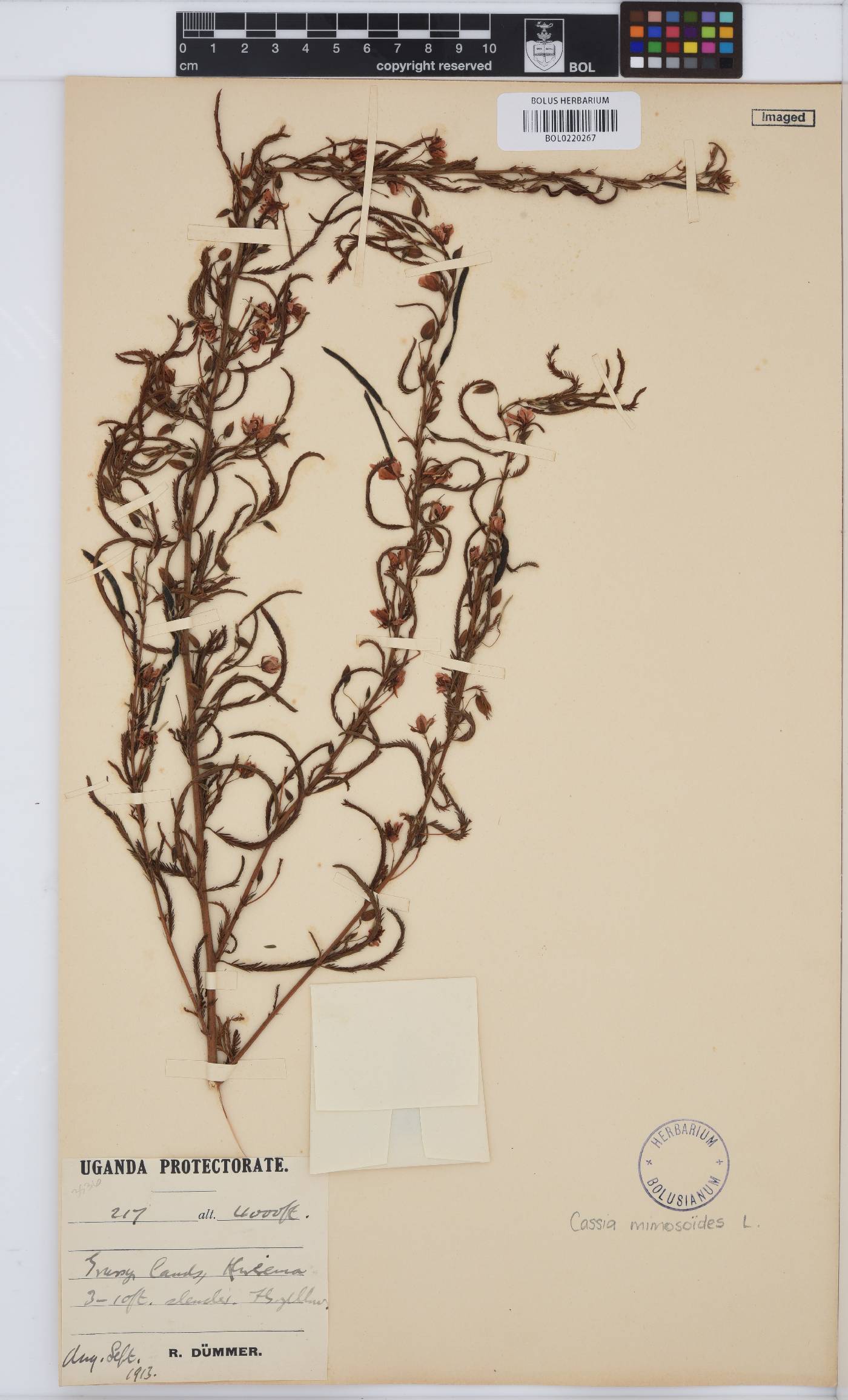 Chamaecrista image