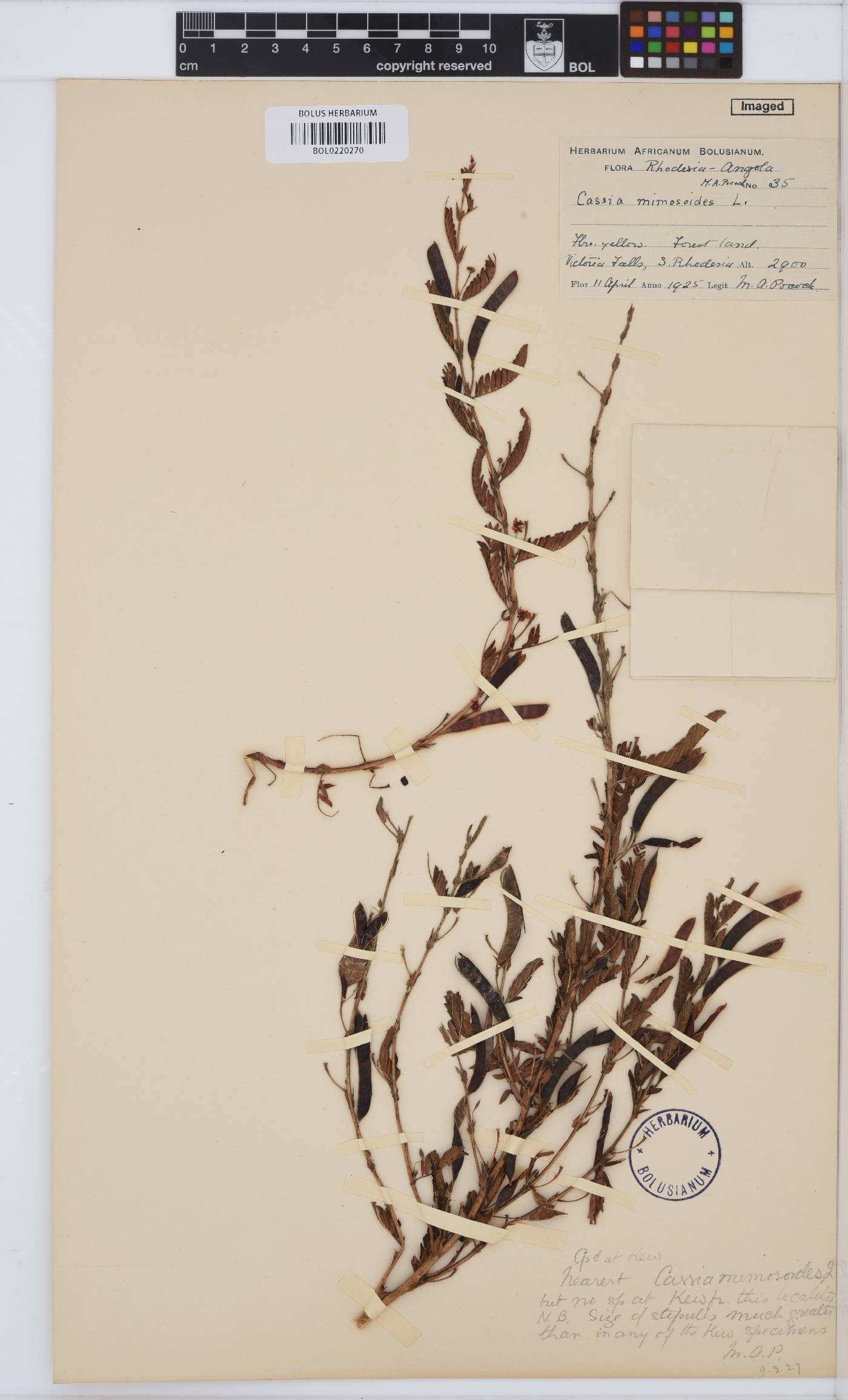 Chamaecrista image