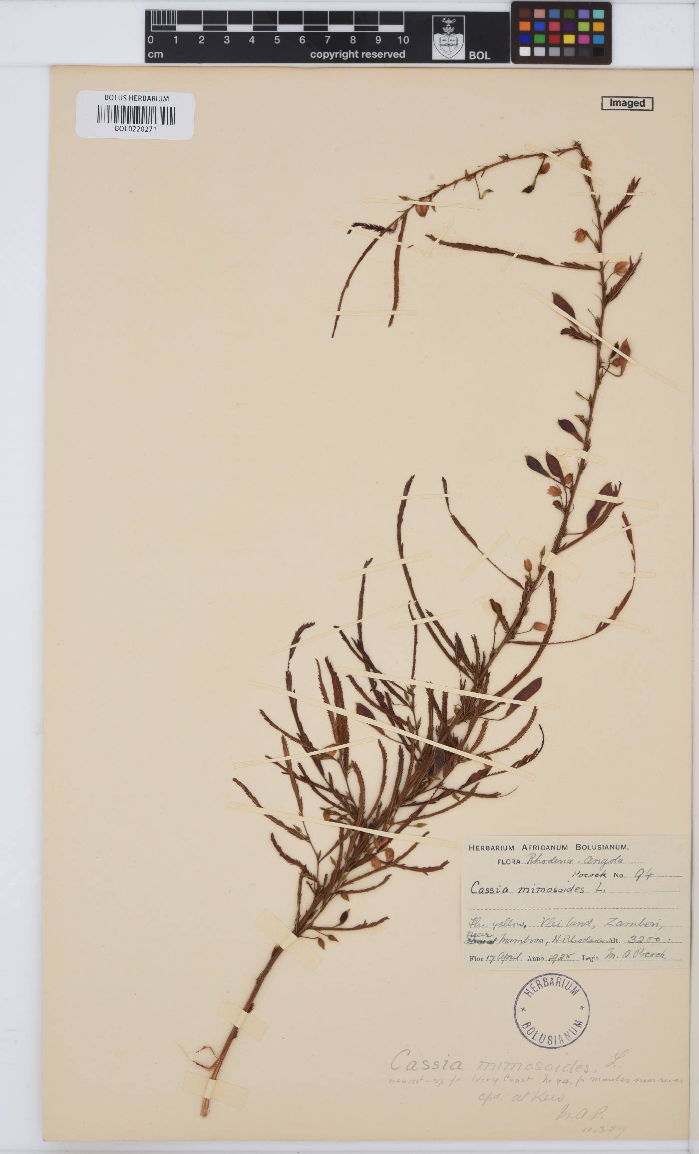 Chamaecrista image