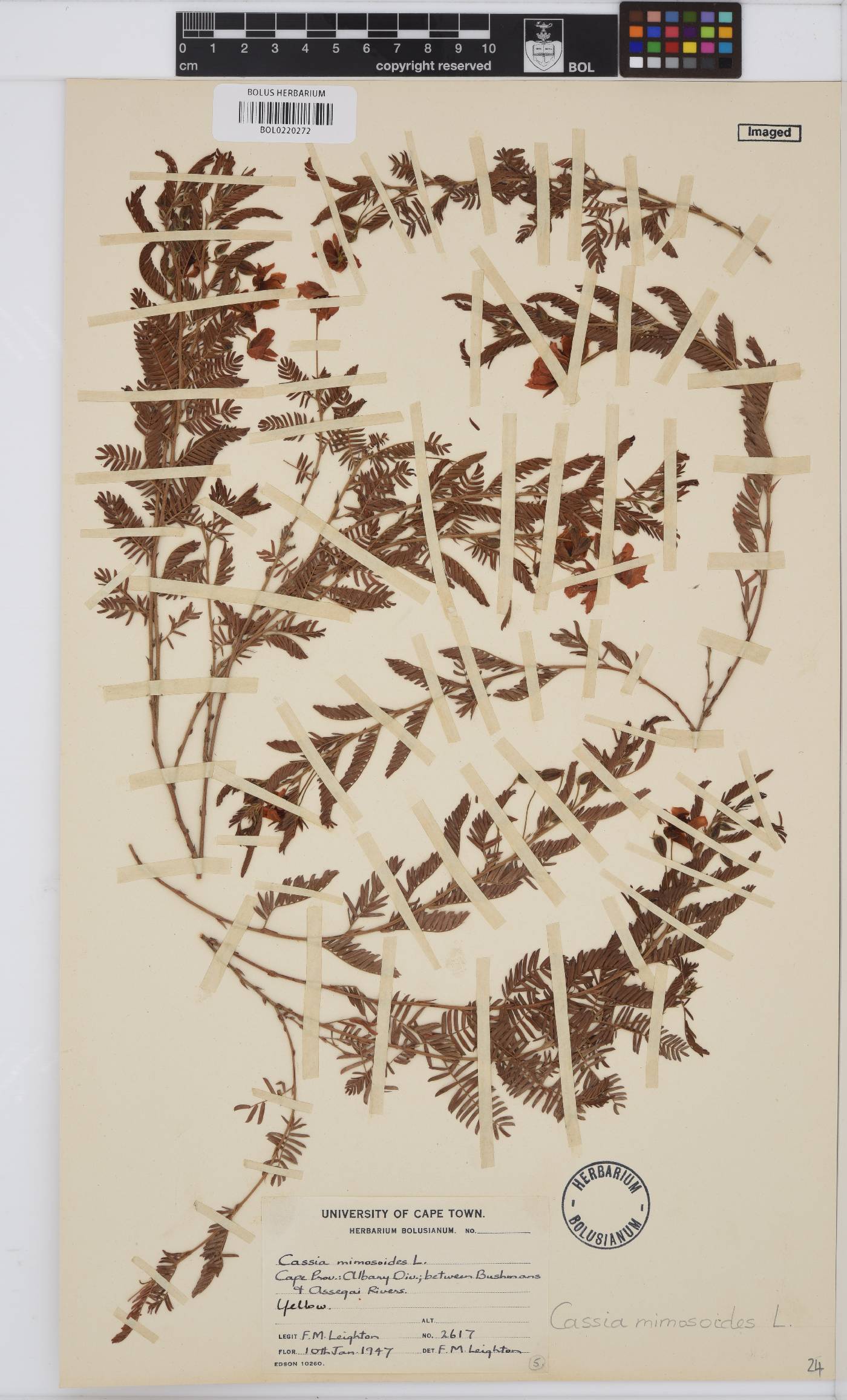 Chamaecrista mimosoides image