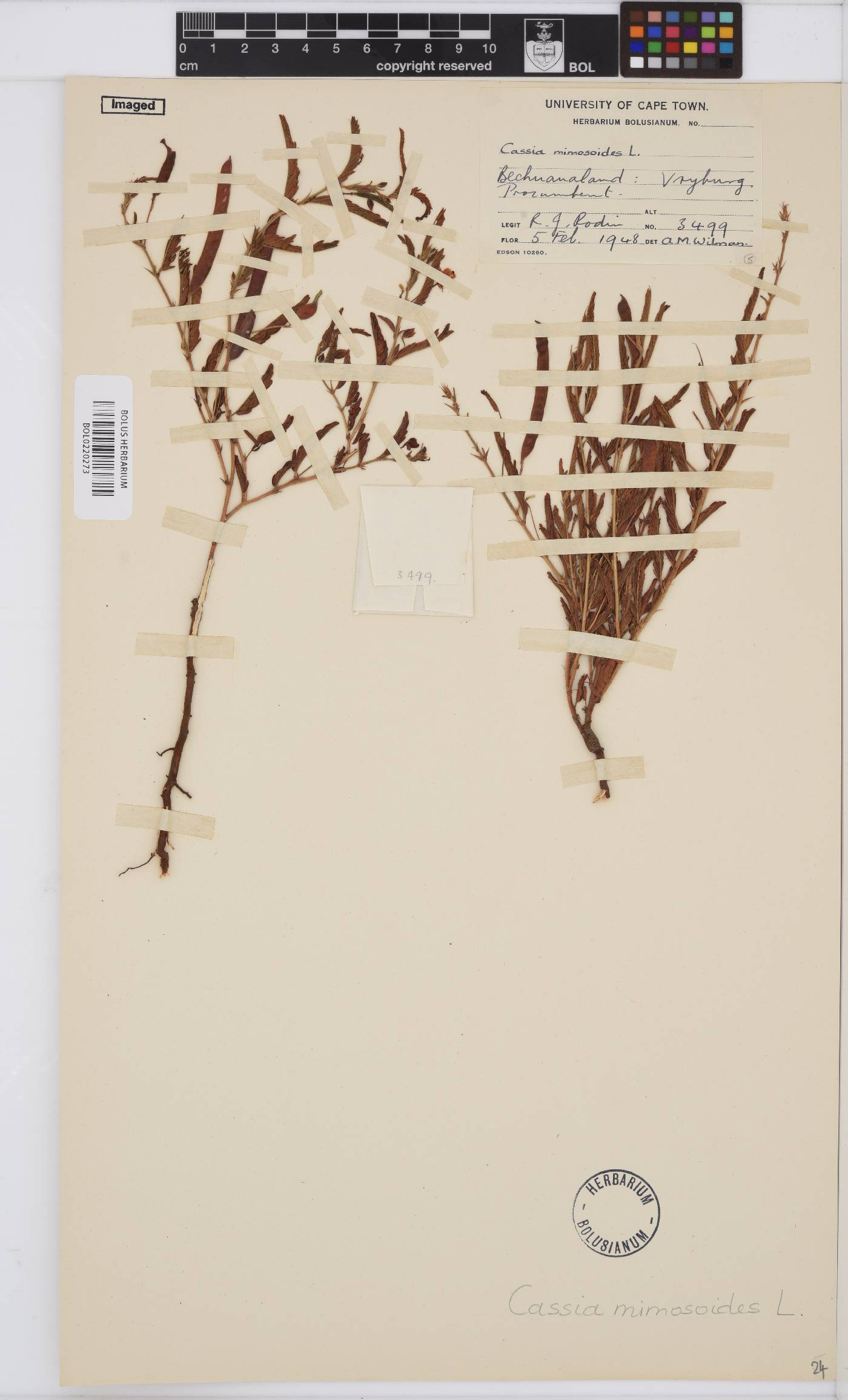 Chamaecrista mimosoides image