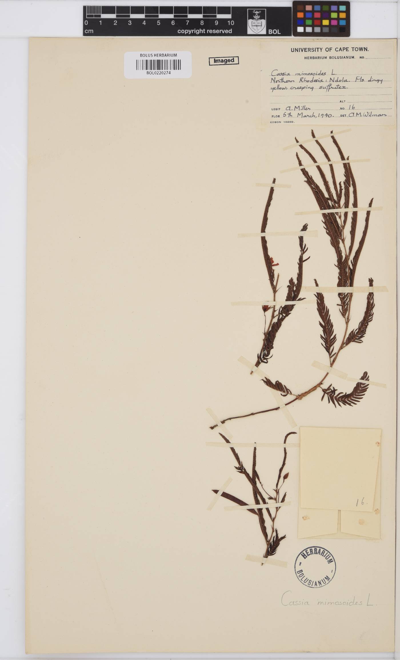 Chamaecrista mimosoides image