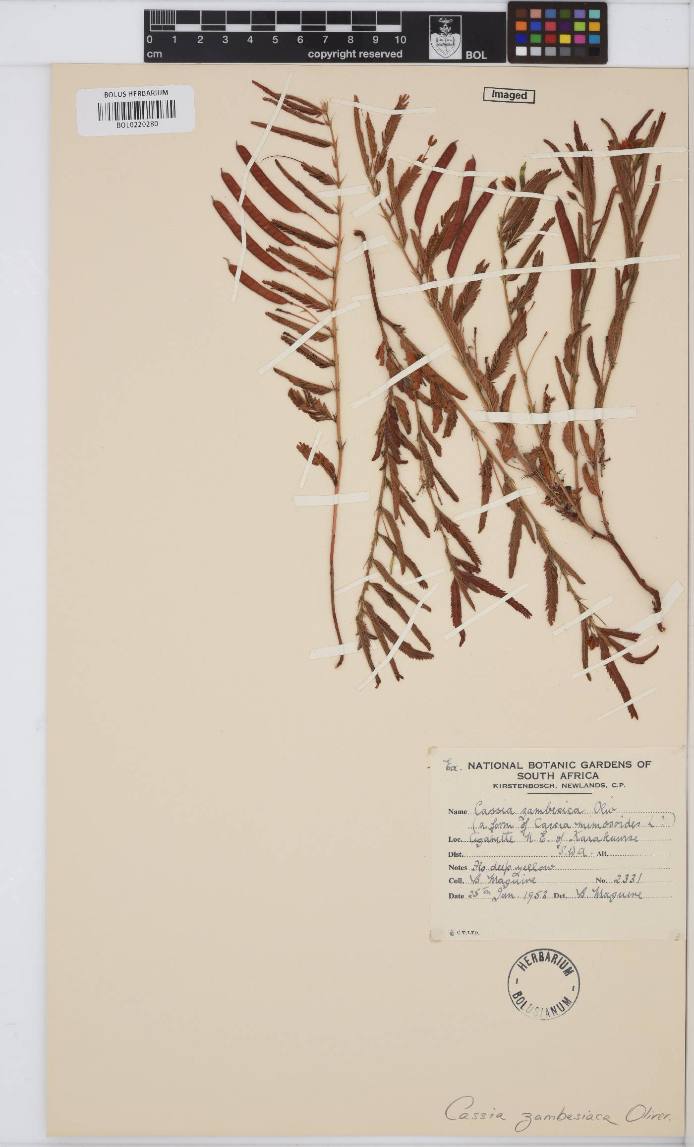Chamaecrista zambesica image