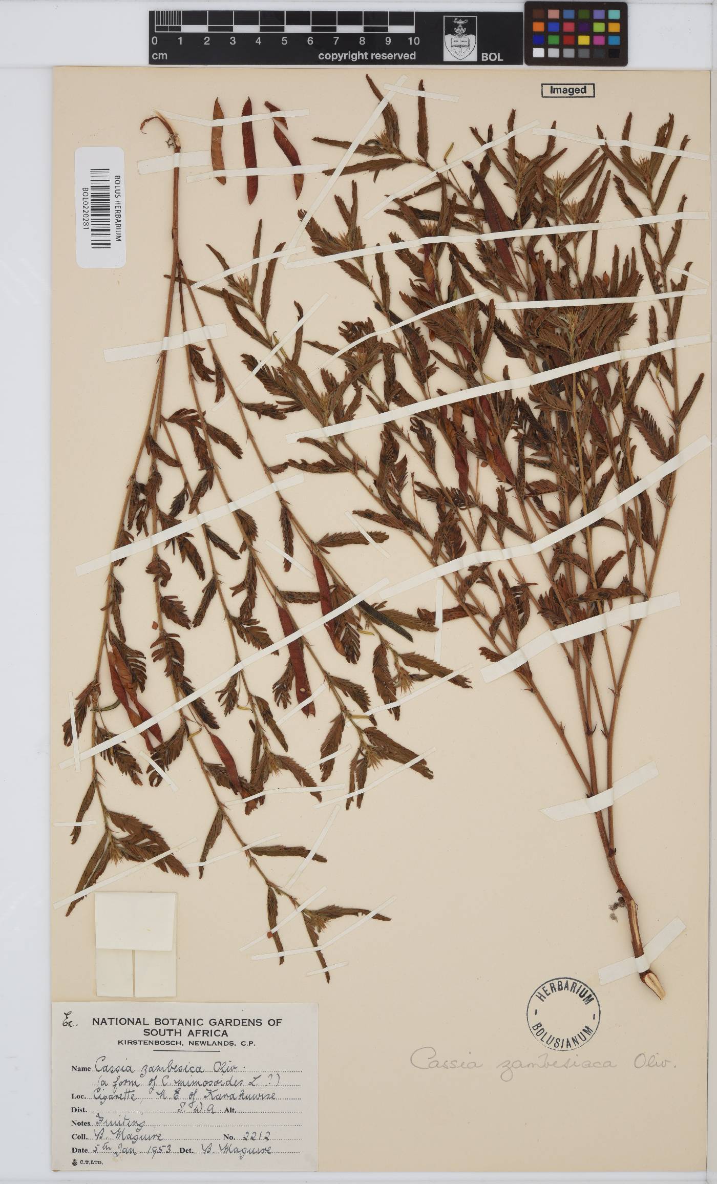 Chamaecrista zambesica image