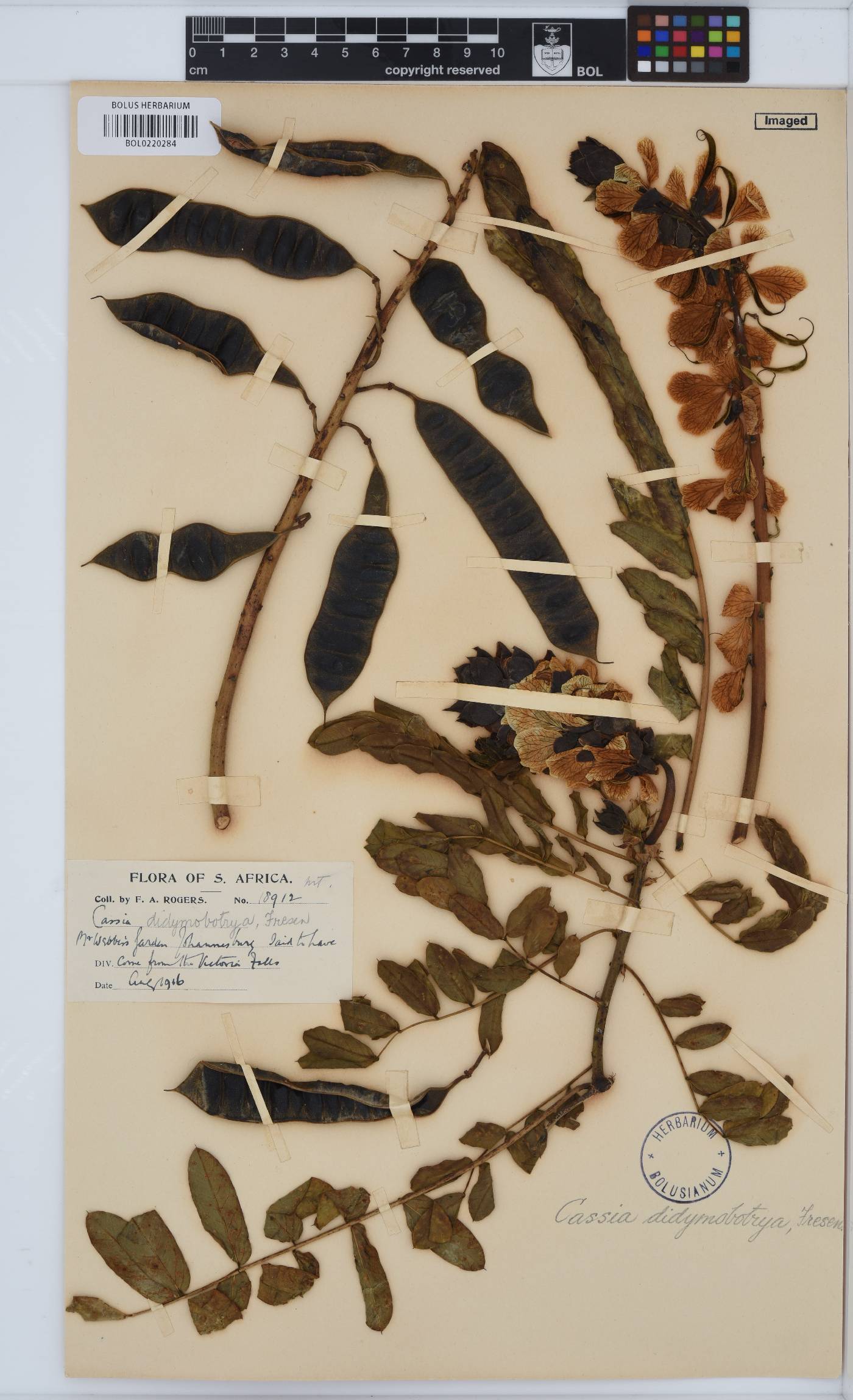 Senna didymobotrya image