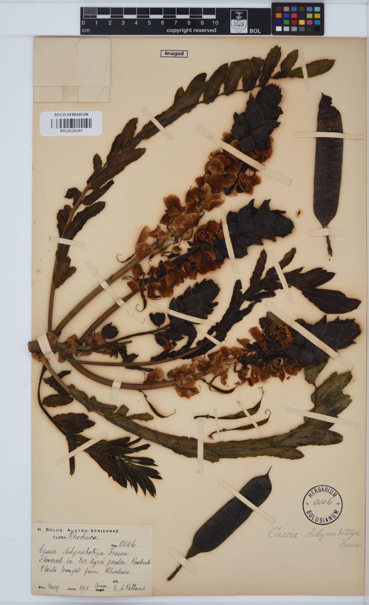 Senna didymobotrya image