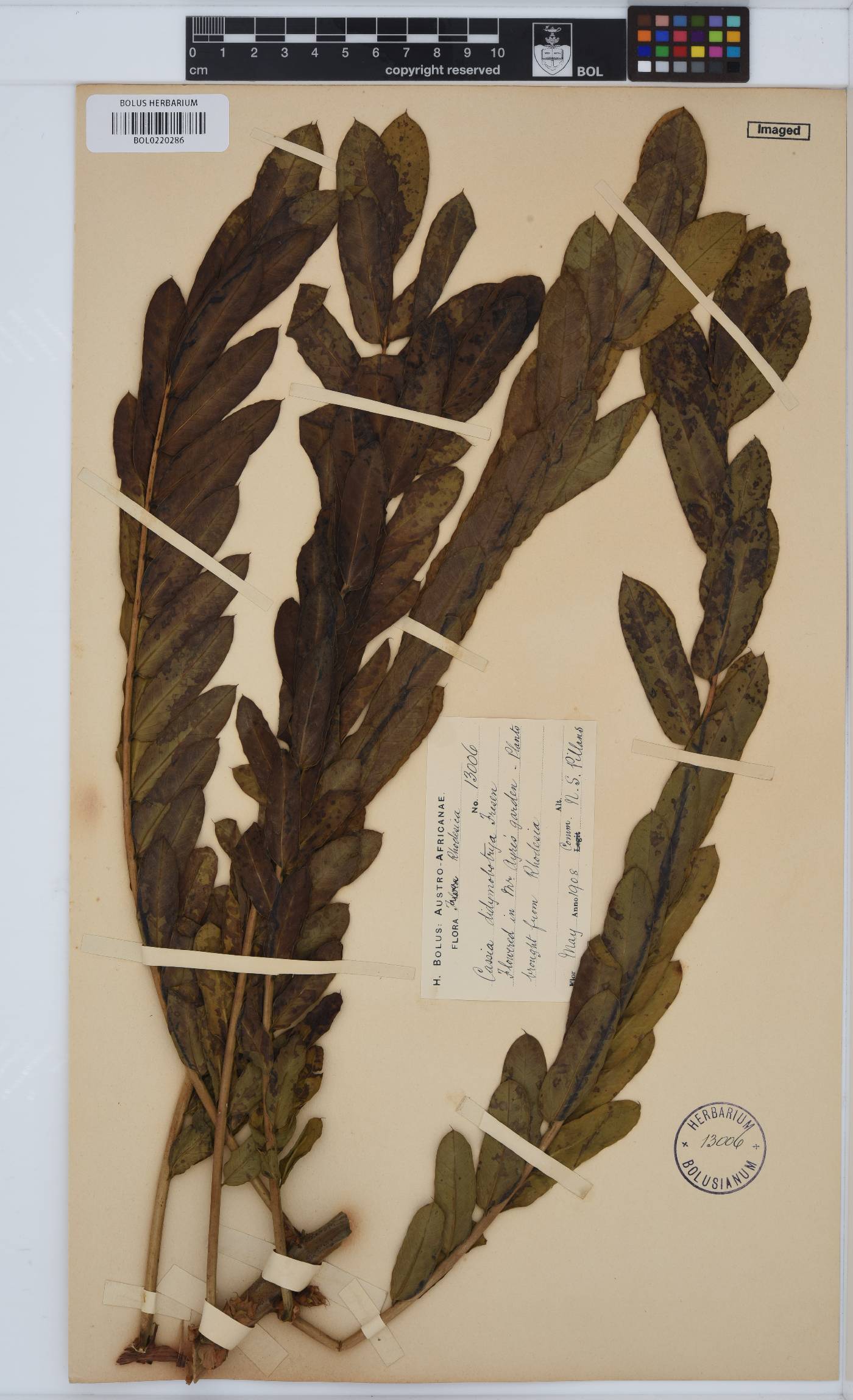 Senna didymobotrya image