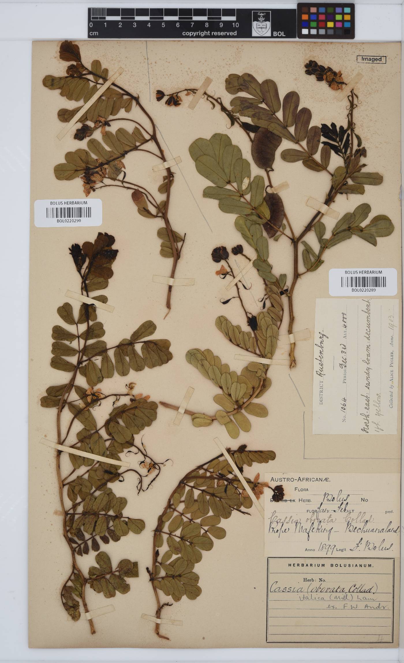 Senna italica subsp. arachoides image