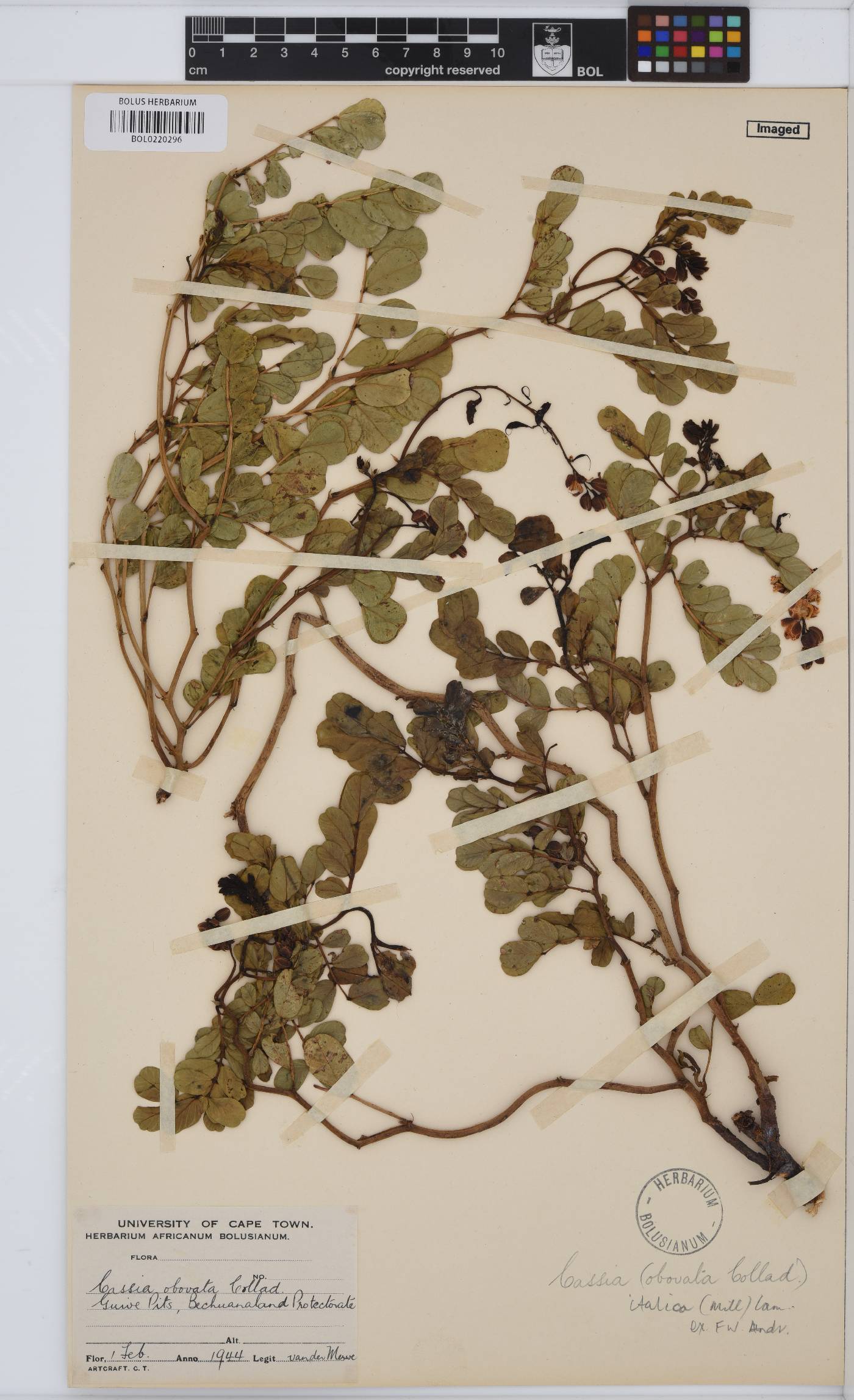 Senna italica image