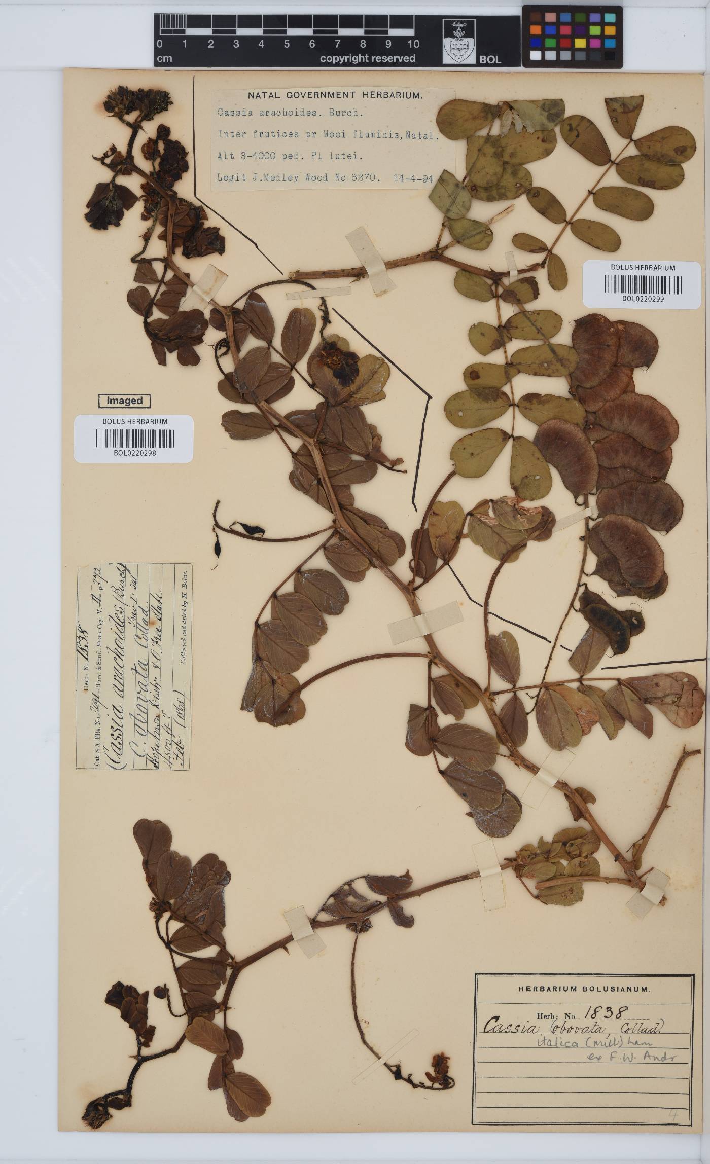 Senna italica subsp. arachoides image