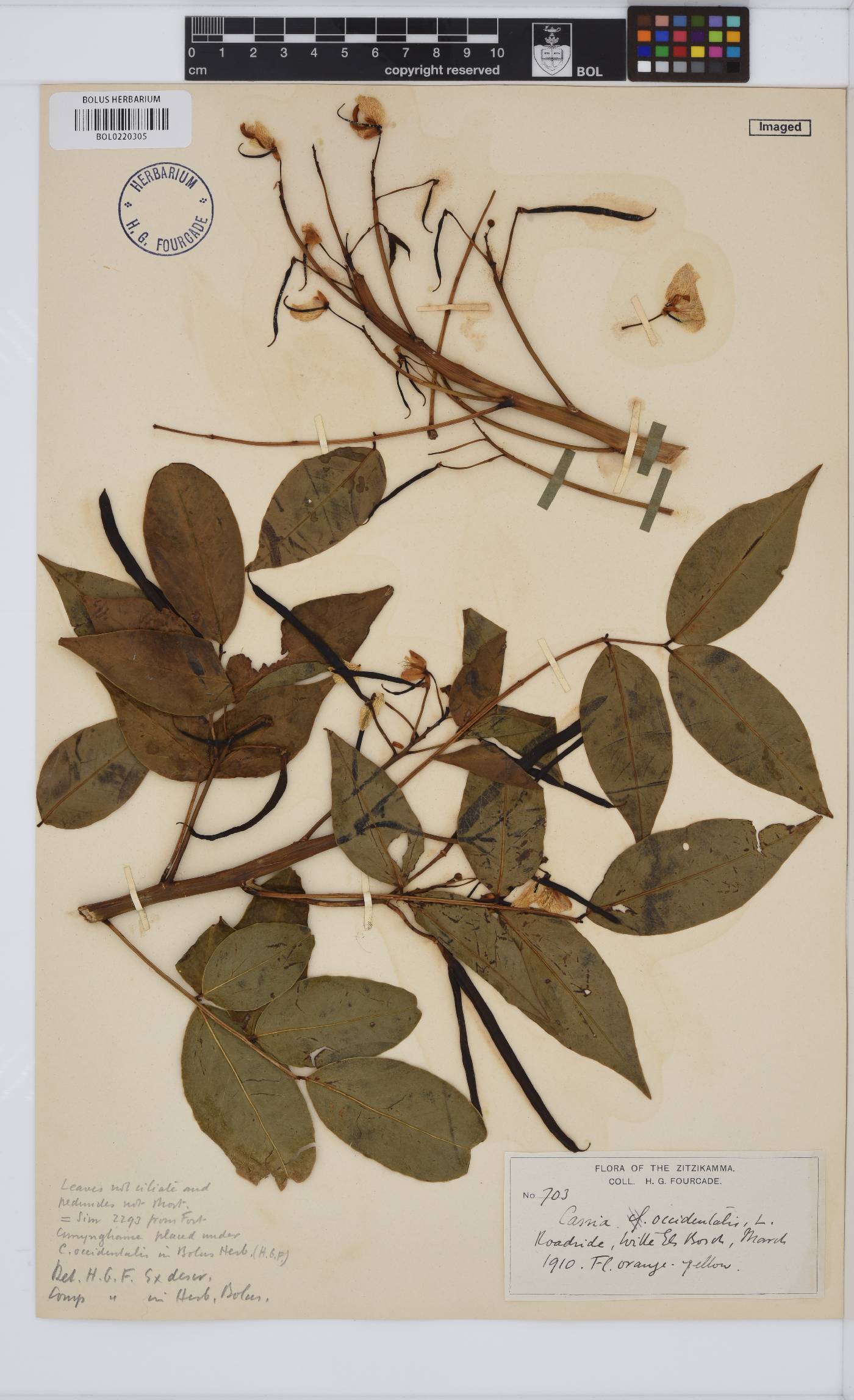 Senna occidentalis image