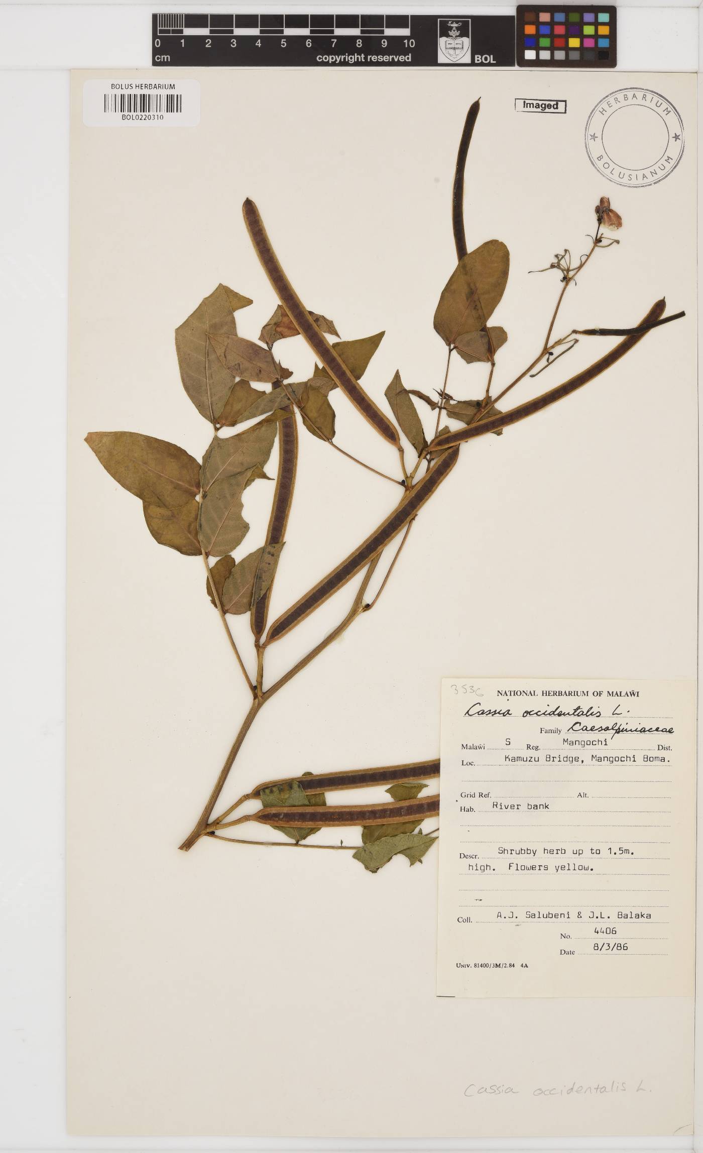 Senna occidentalis image