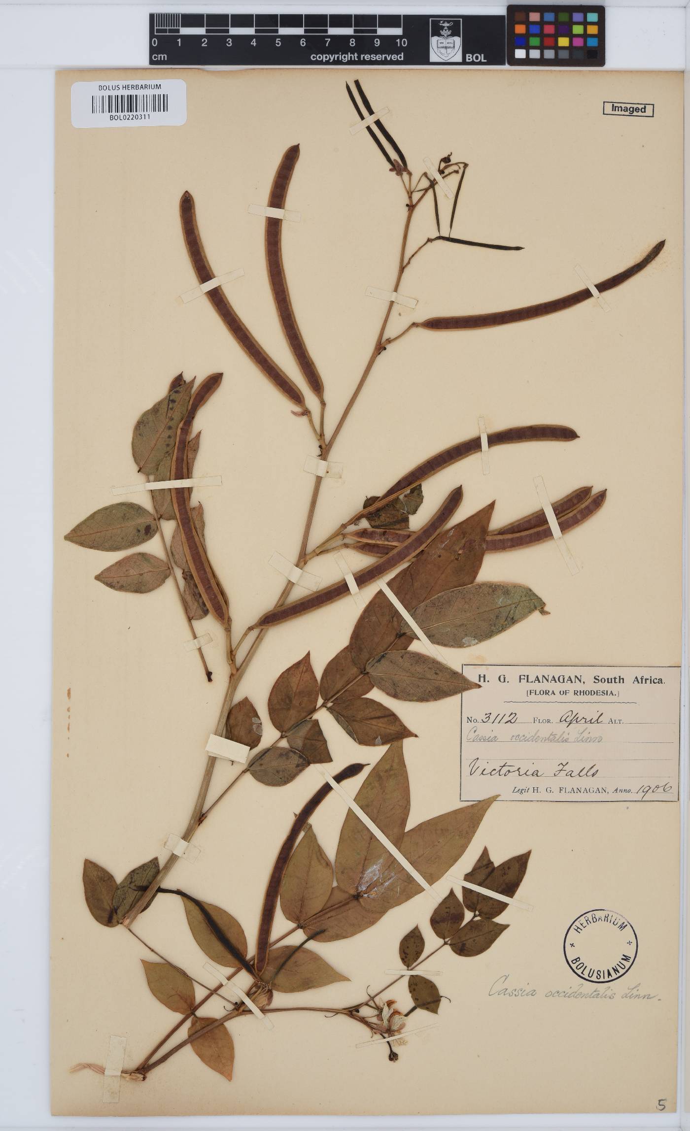 Senna occidentalis image
