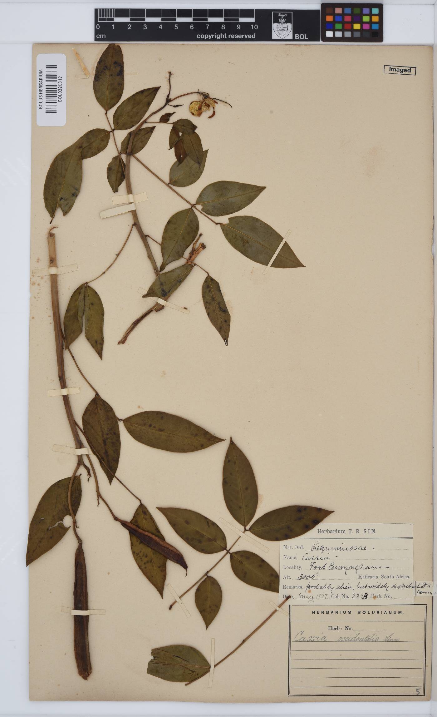 Senna occidentalis image