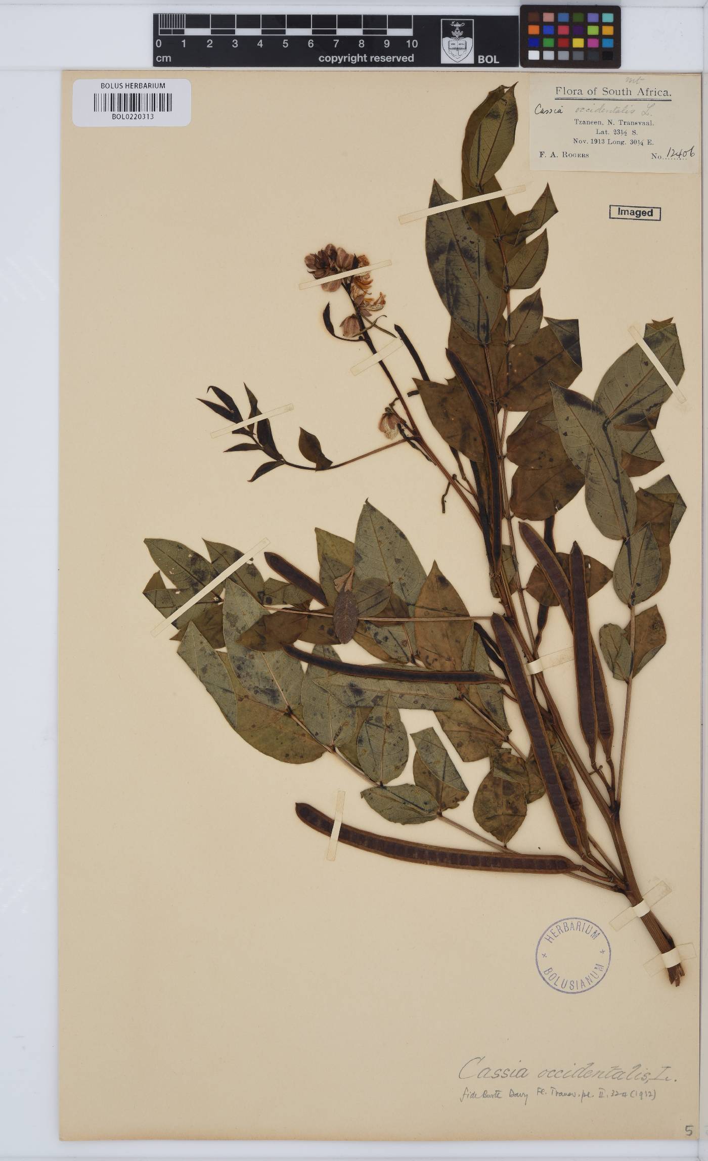 Senna occidentalis image