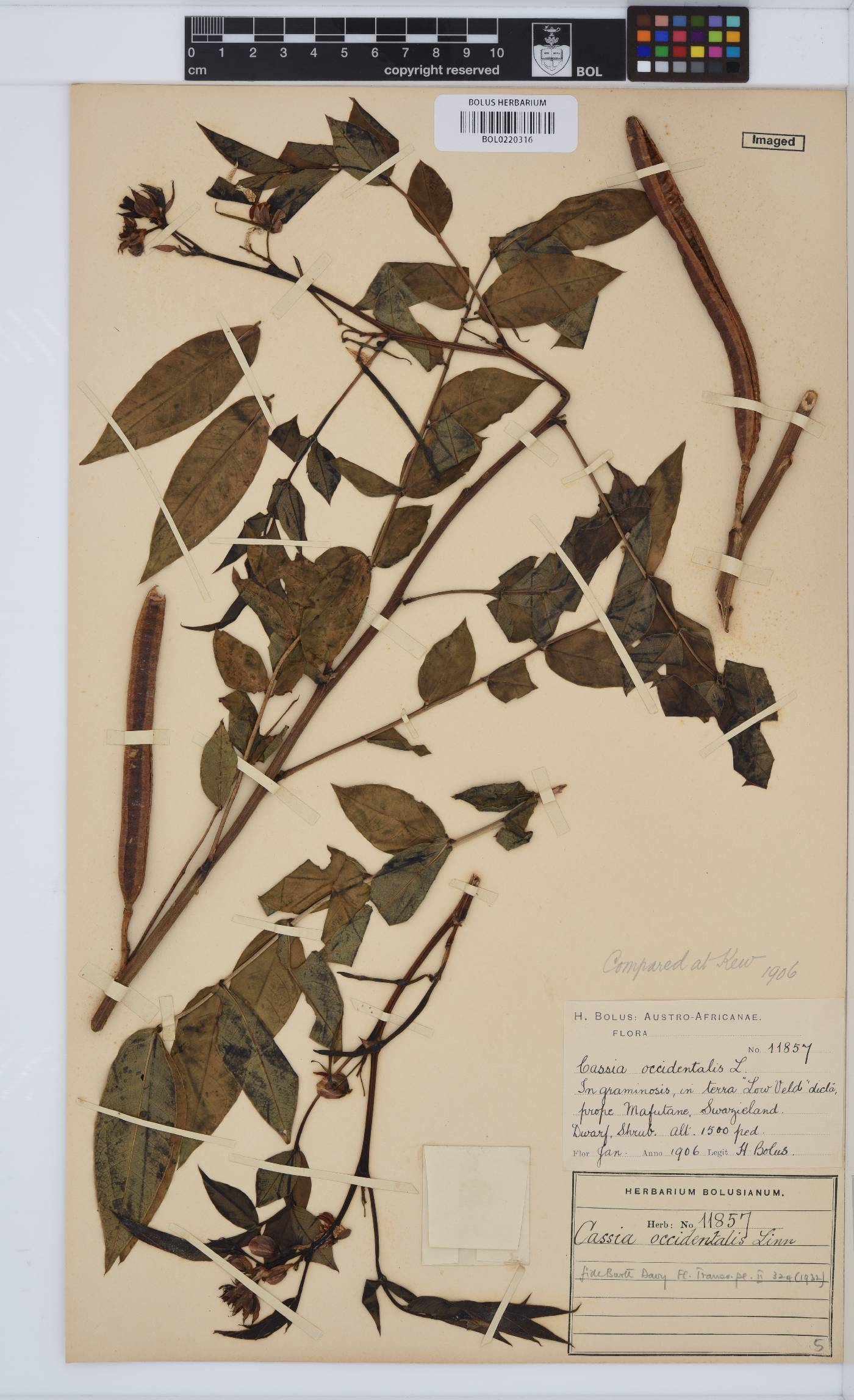 Senna occidentalis image