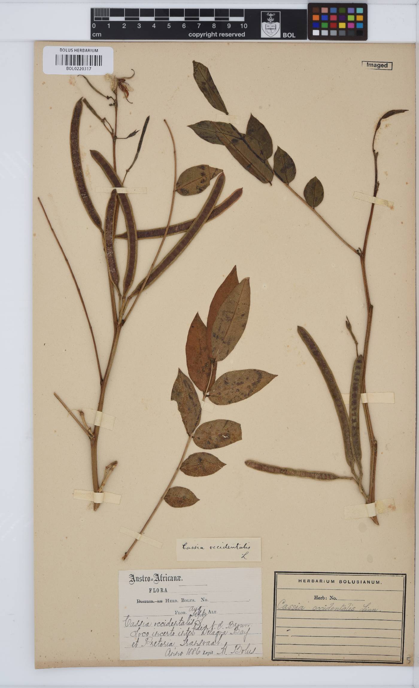 Senna occidentalis image