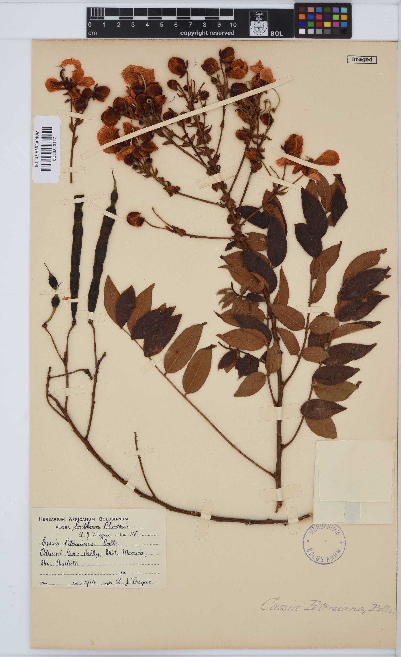 Senna petersiana image