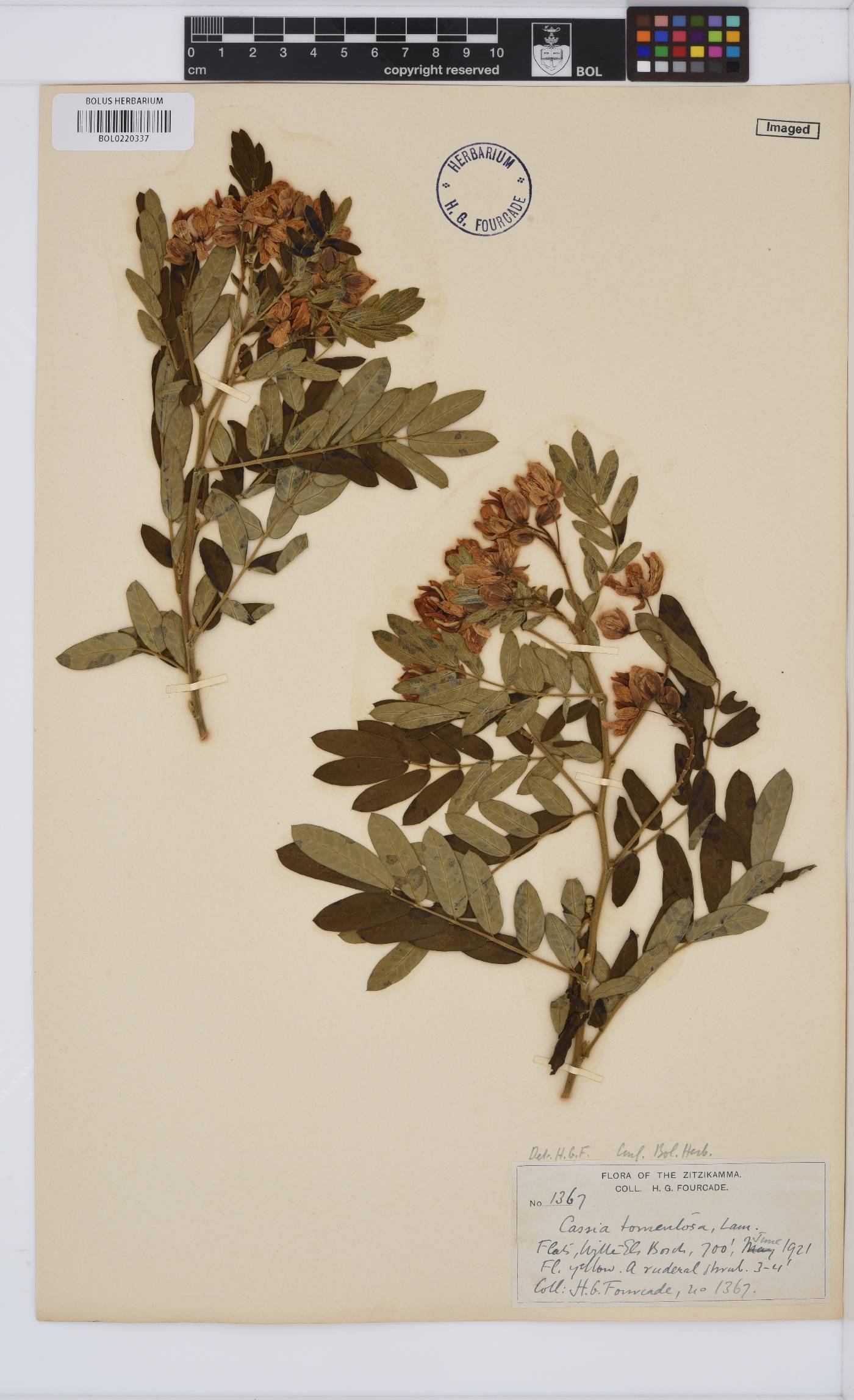 Senna holosericea image