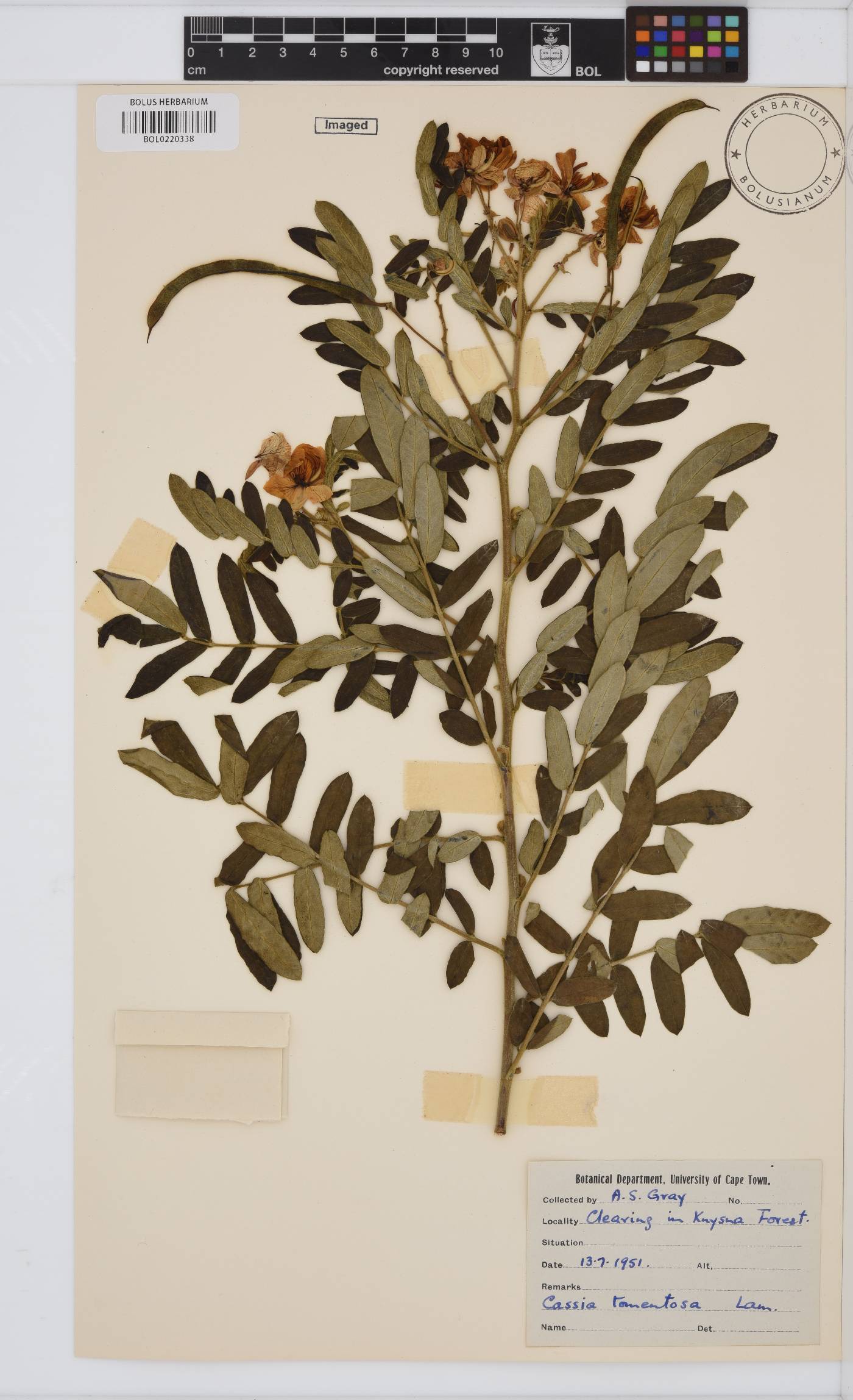Senna holosericea image
