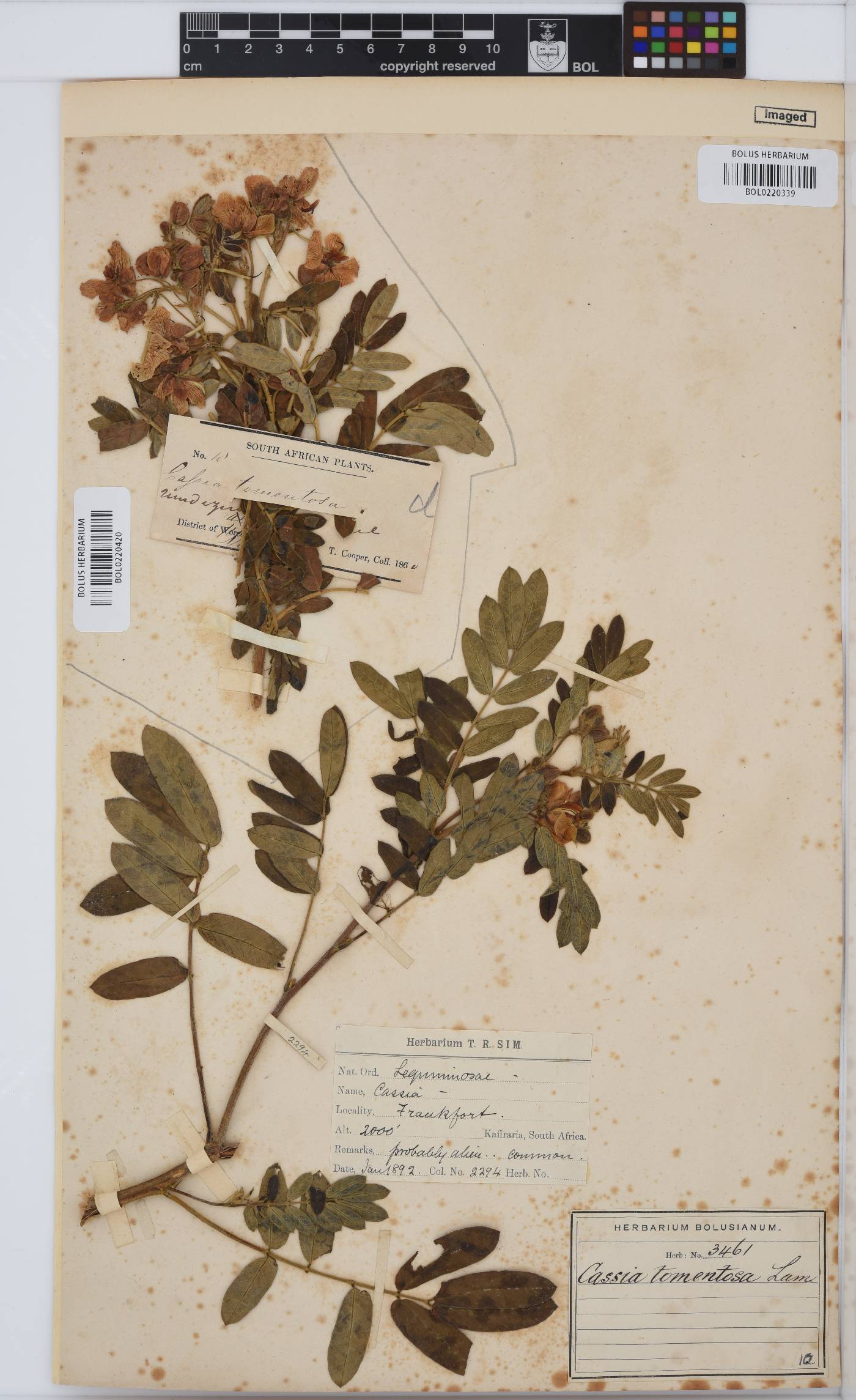Senna holosericea image