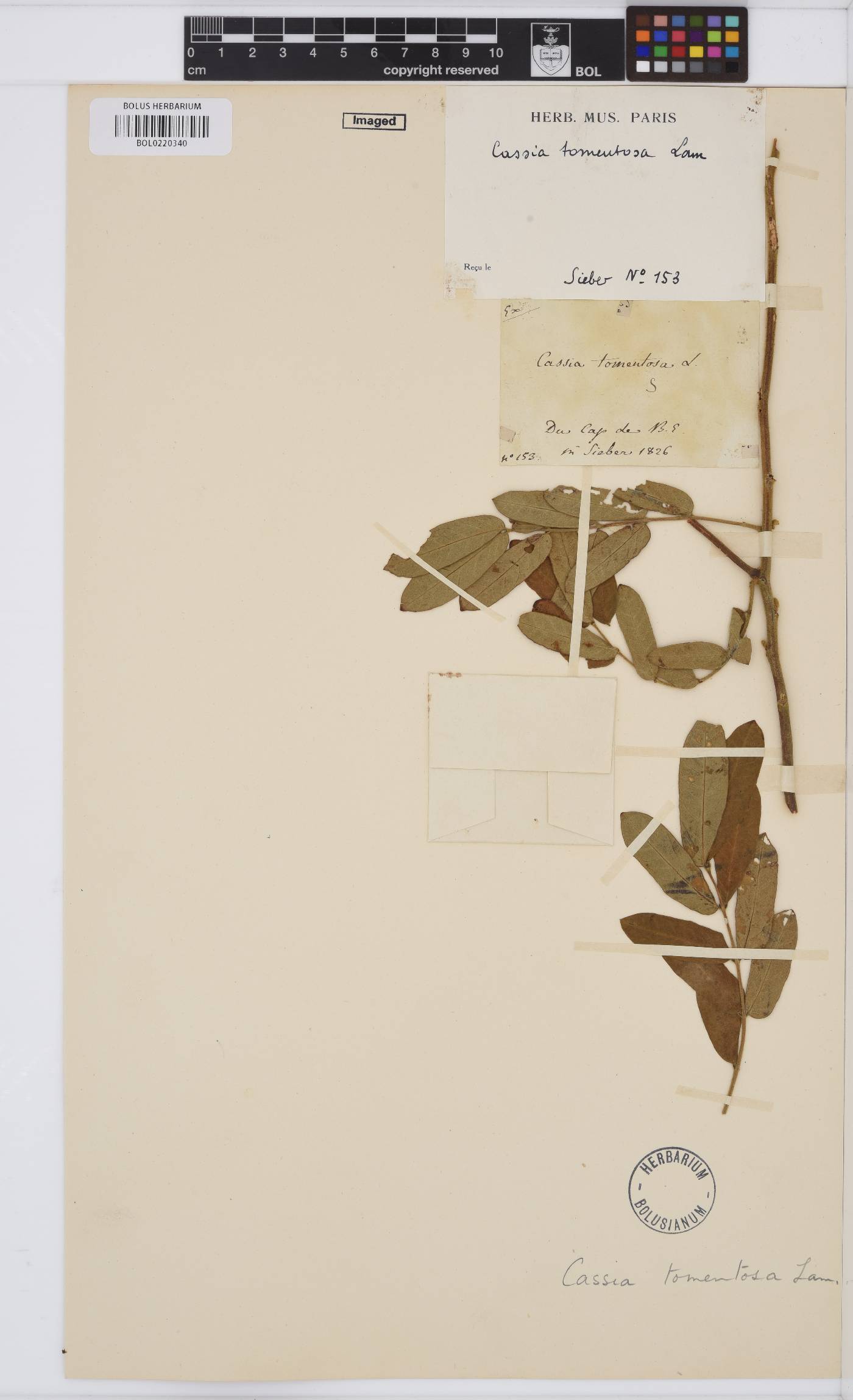 Senna holosericea image