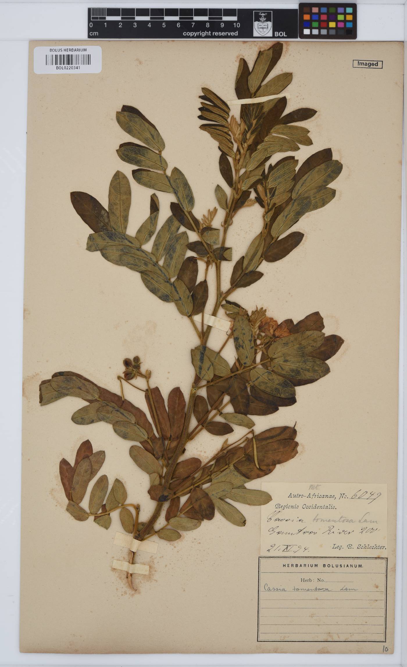 Senna holosericea image