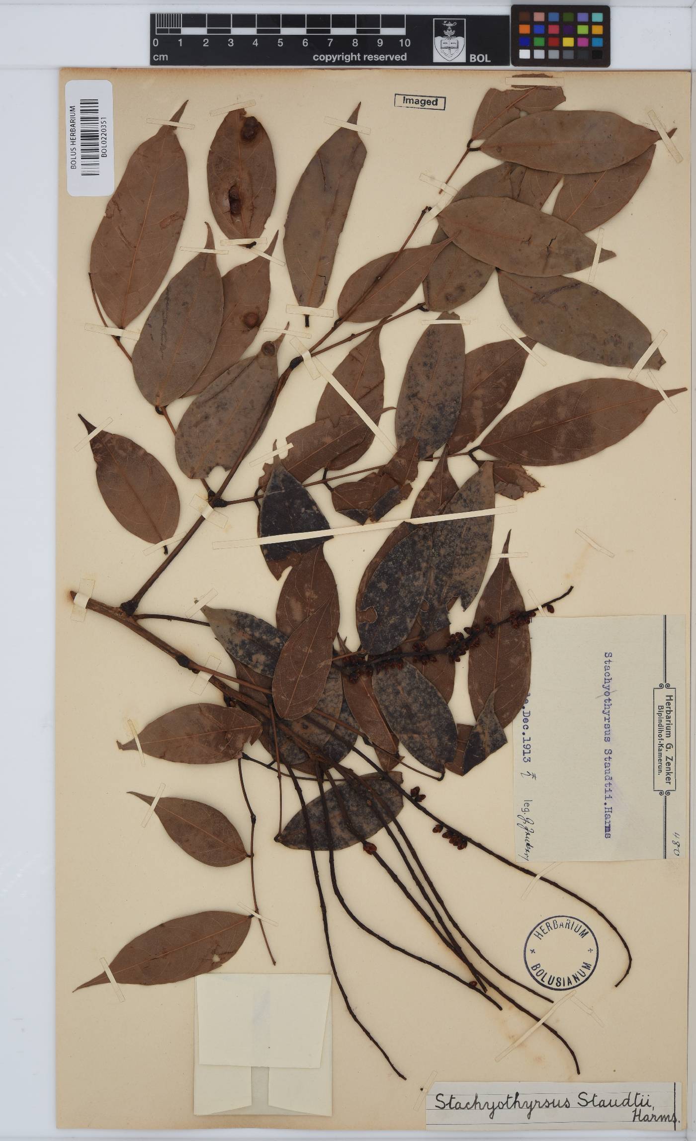 Stachyothyrsus staudtii image