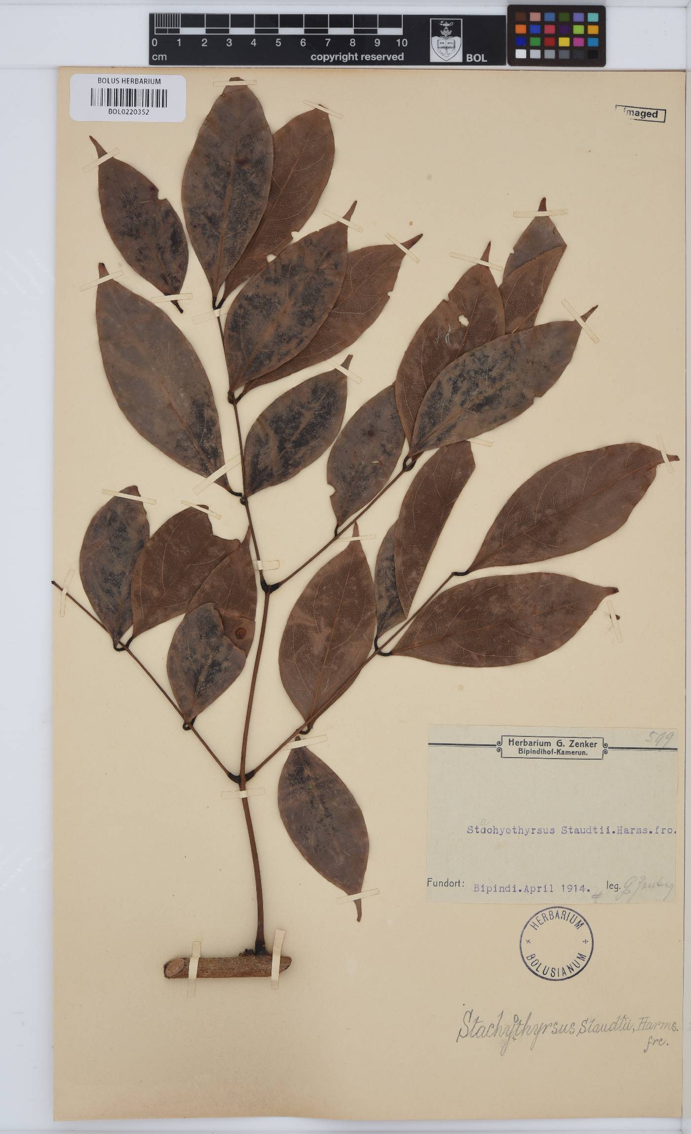 Stachyothyrsus staudtii image