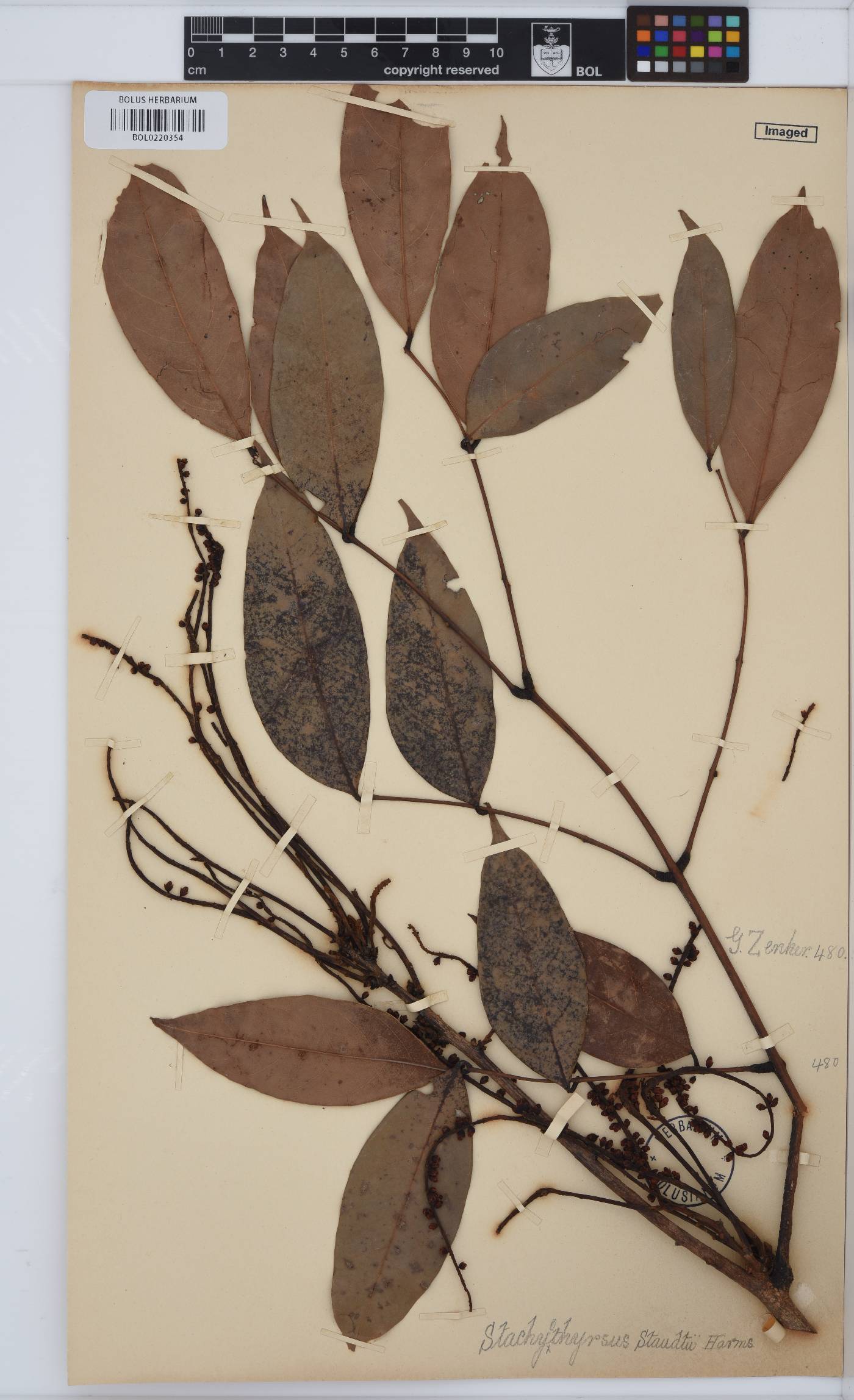Stachyothyrsus staudtii image
