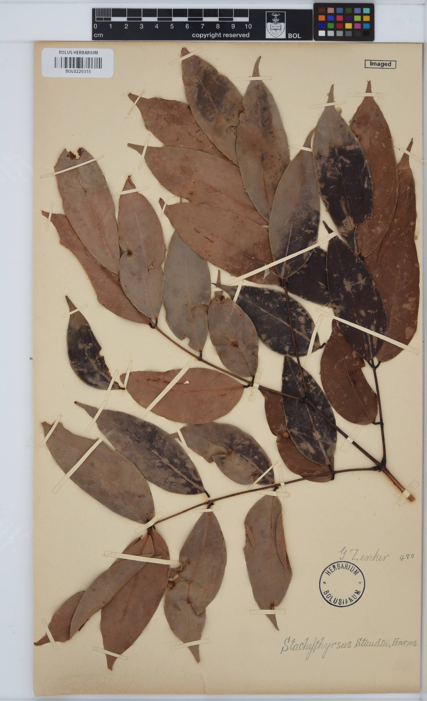 Stachyothyrsus staudtii image