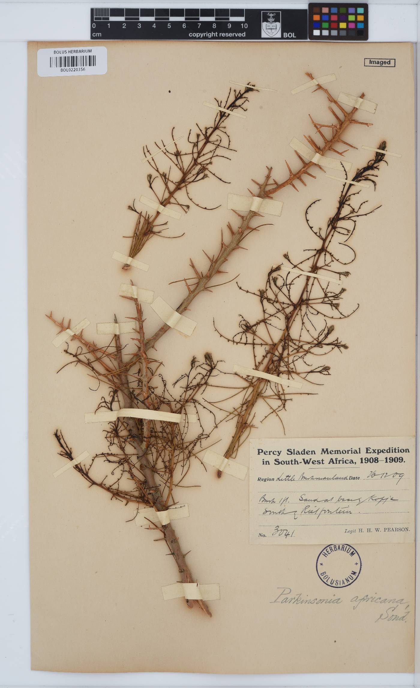 Parkinsonia africana image