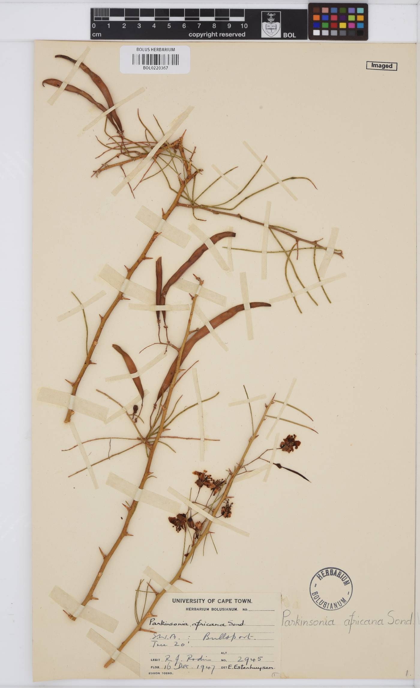 Parkinsonia africana image