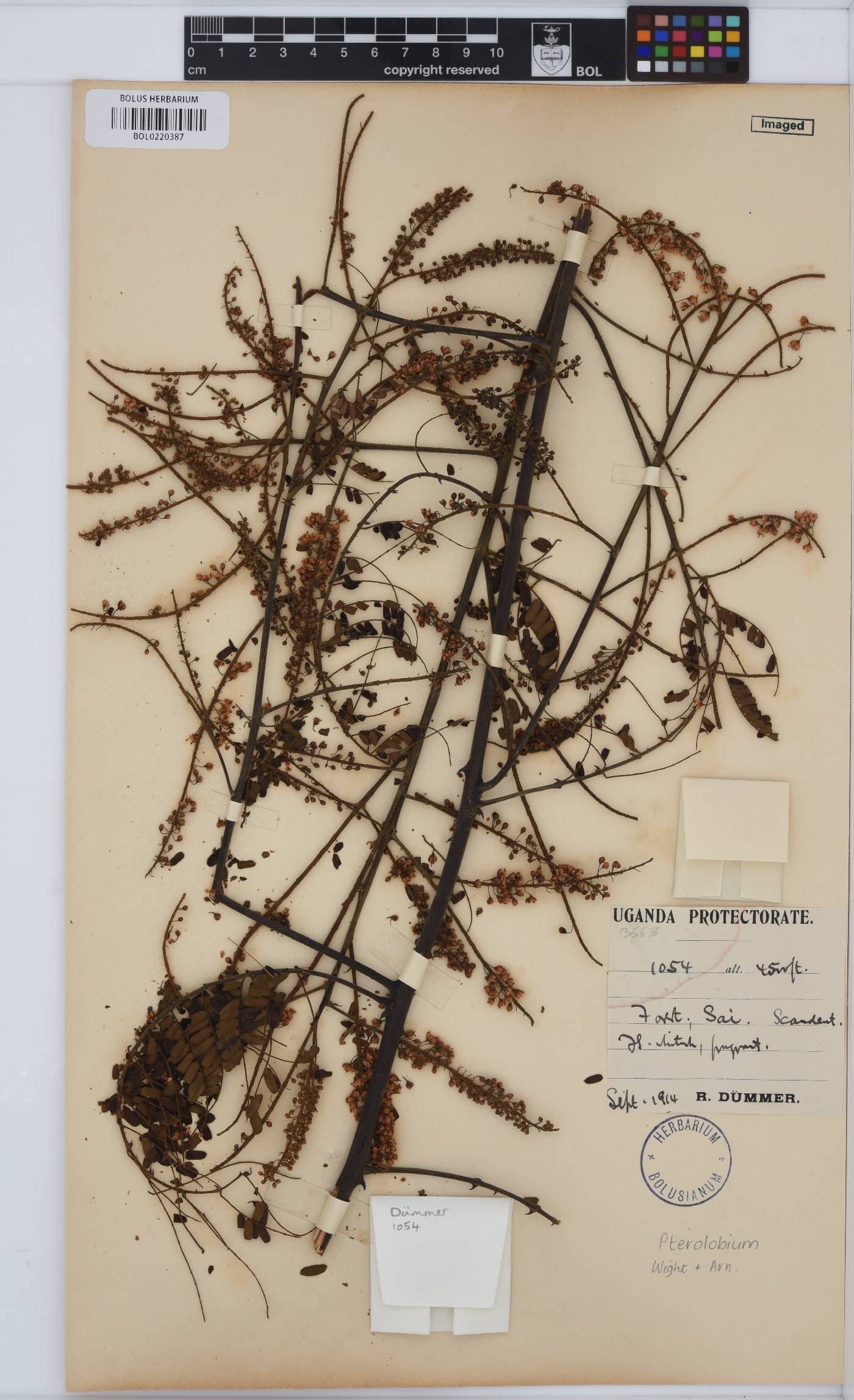 Pterolobium image