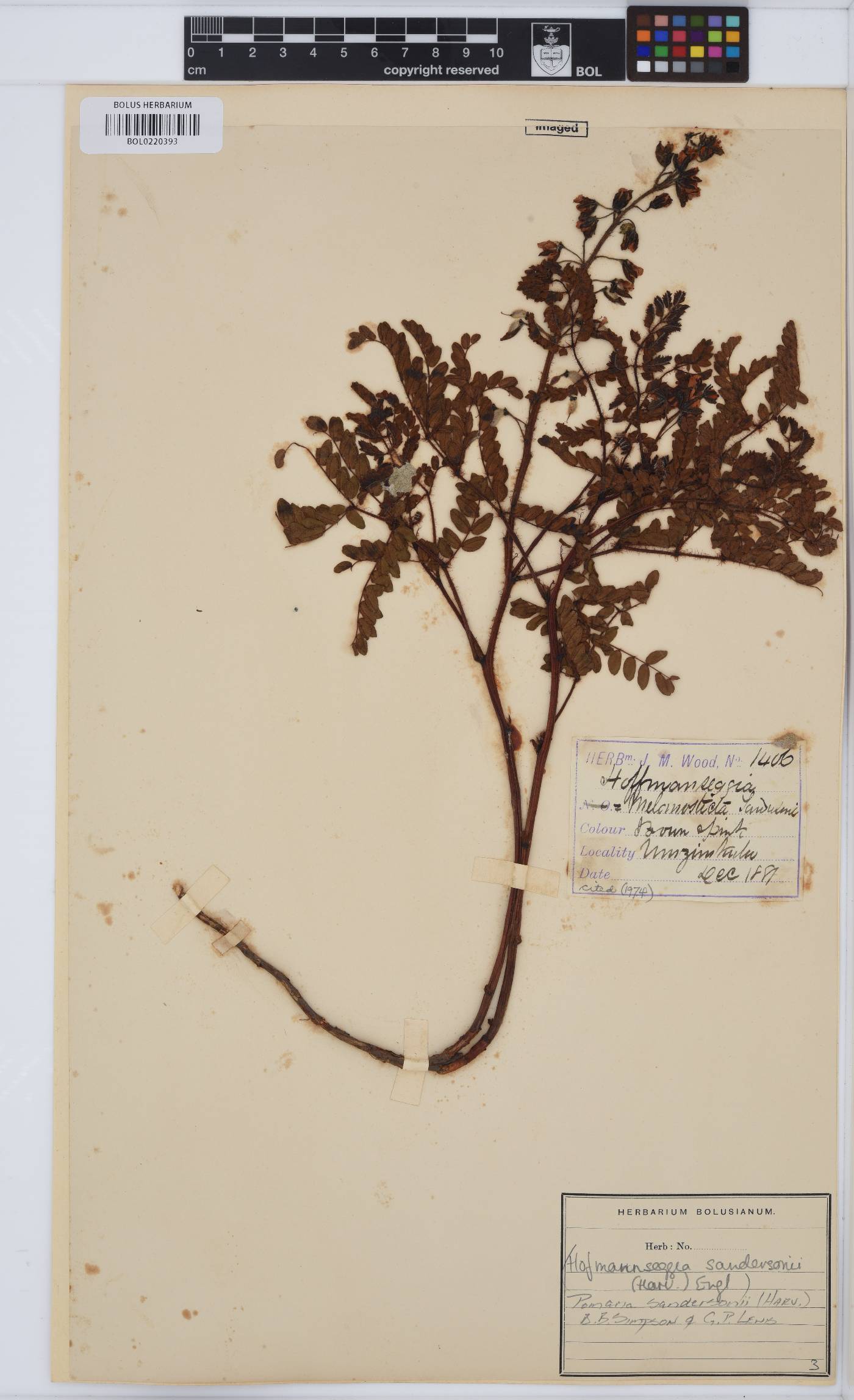 Pomaria sandersonii image