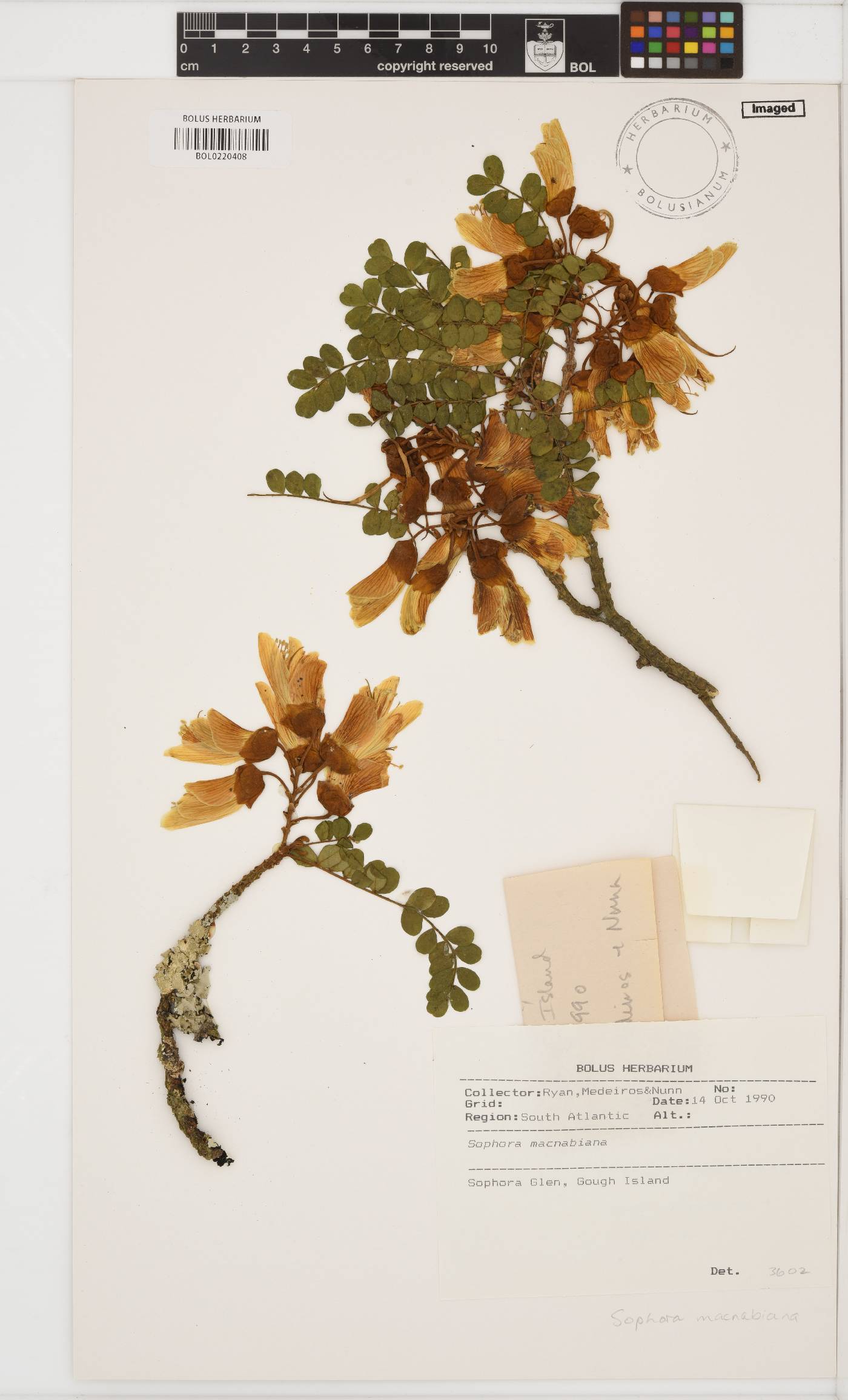 Sophora macnabiana image