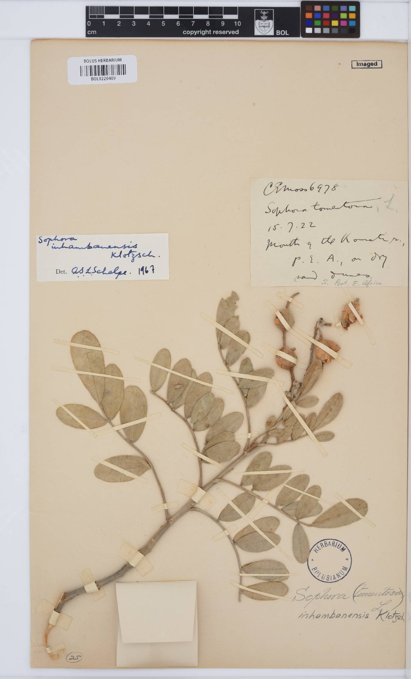 Sophora image
