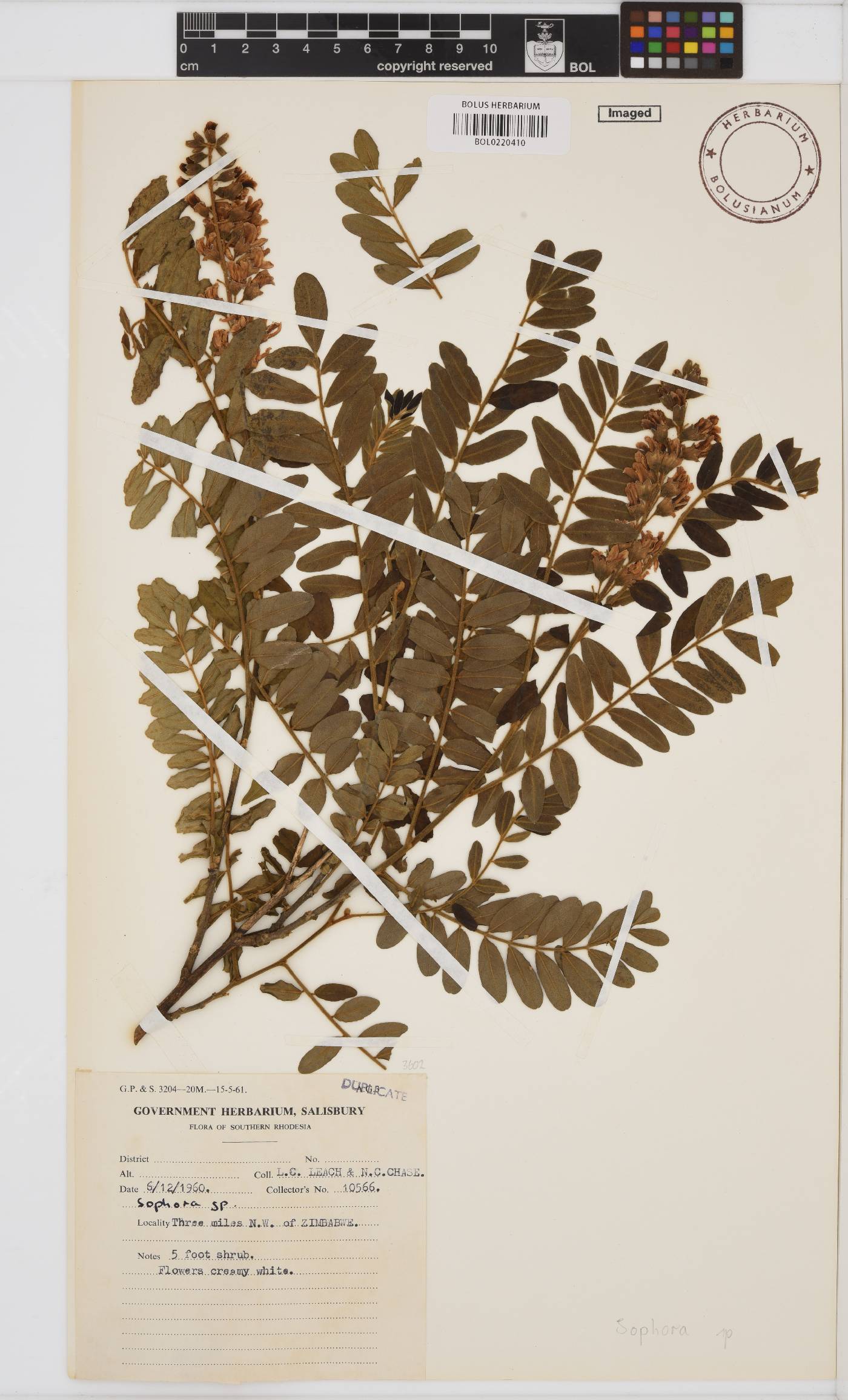 Sophora image