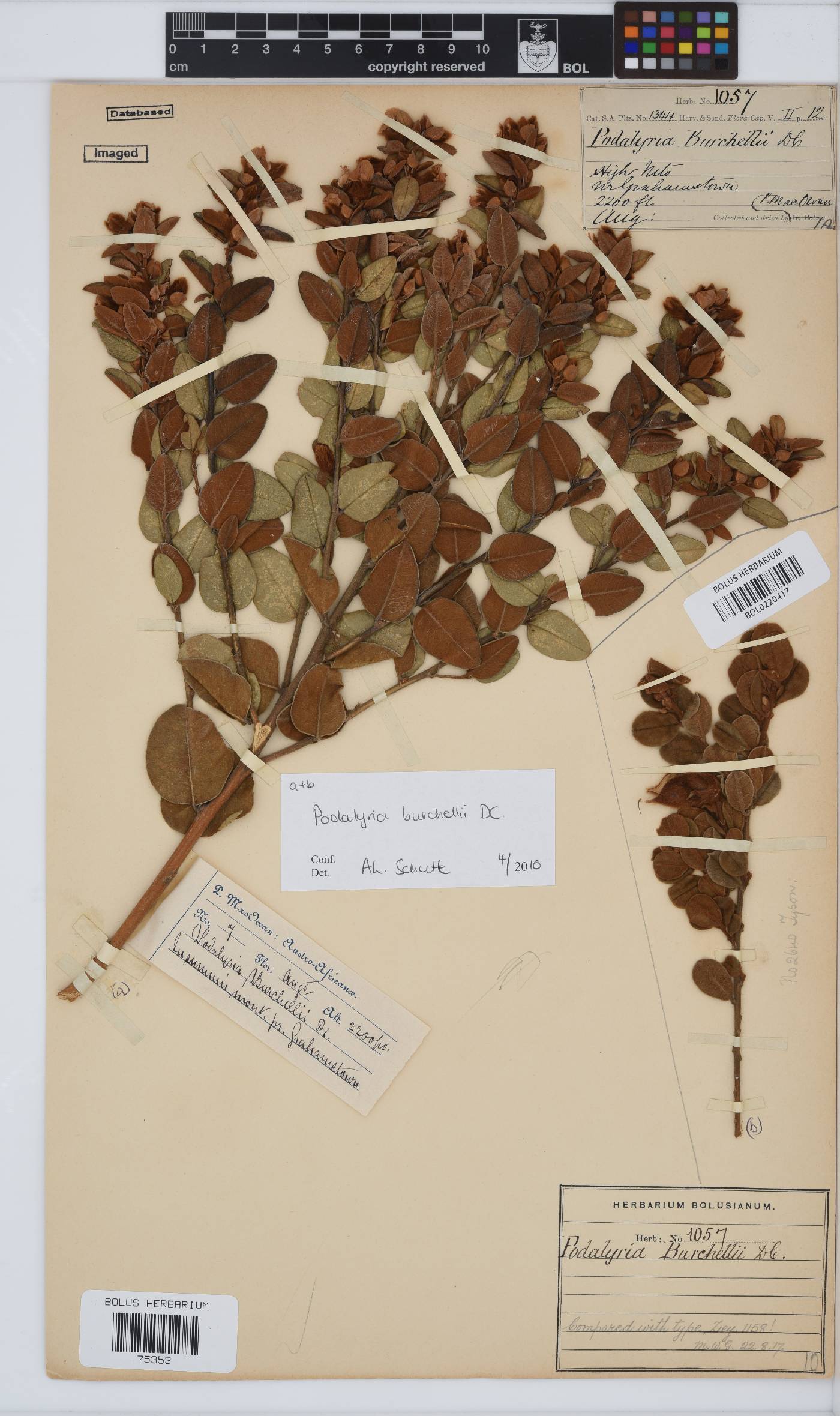 Podalyria burchellii image